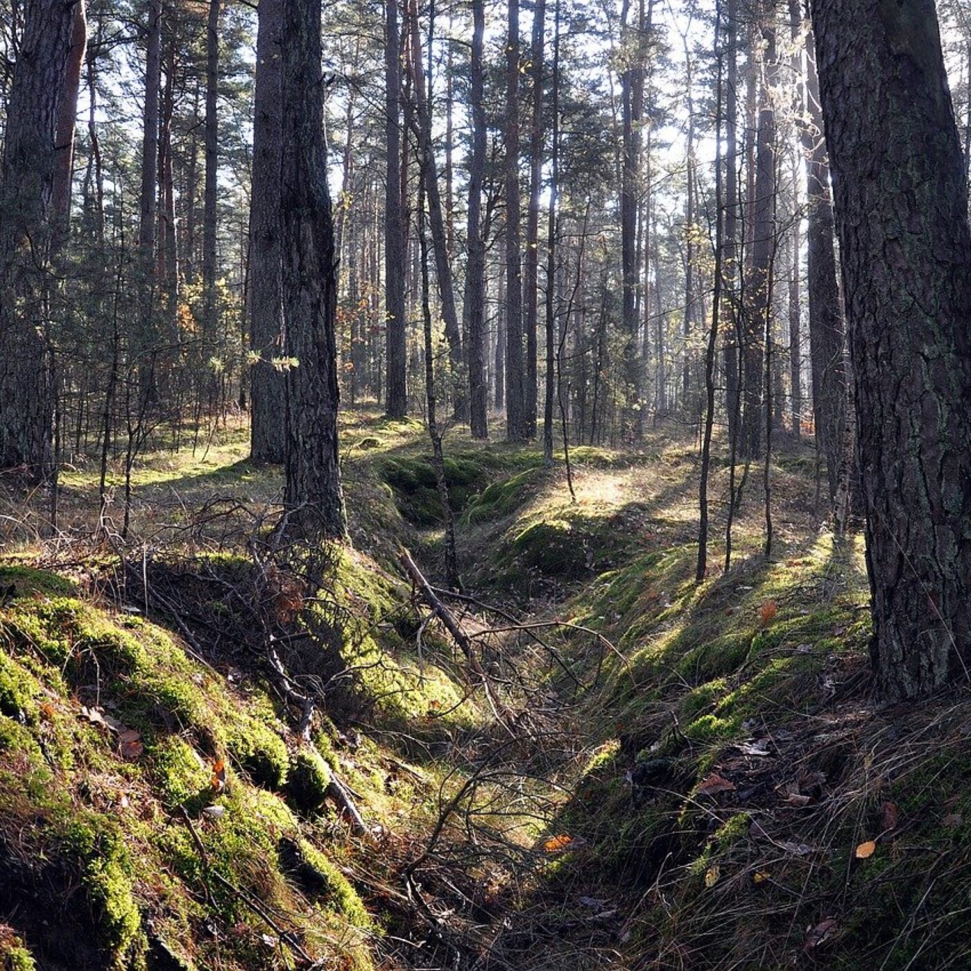 Des tranchées d'entraînement dans la forêt de Blois