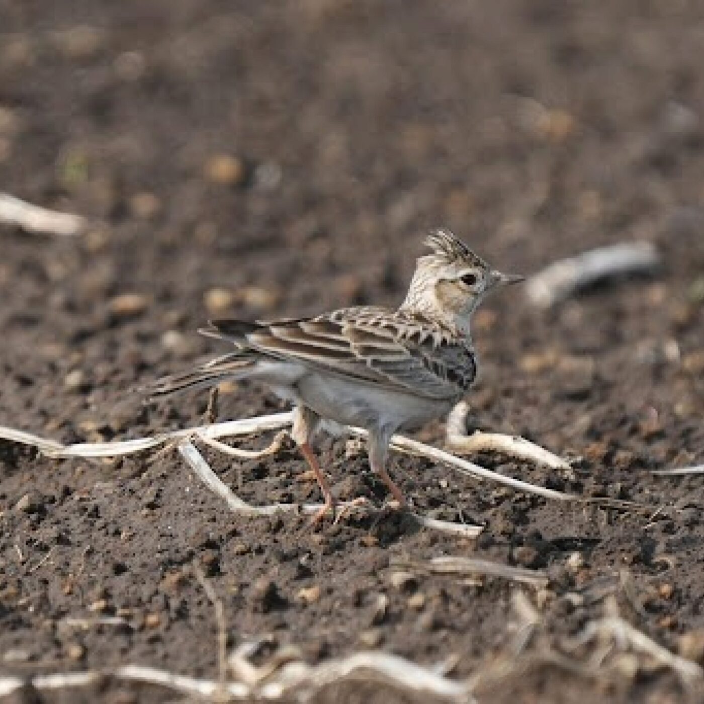 Chronique Actu · RCF Alsace