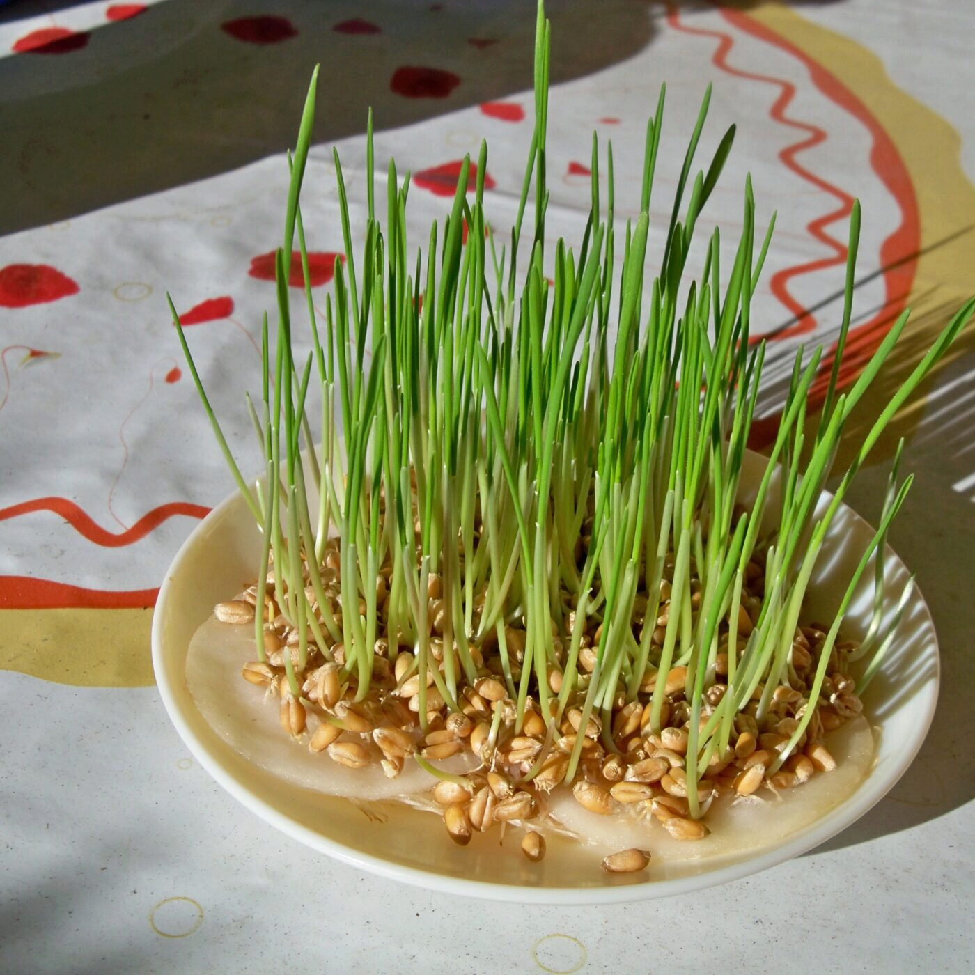 Jardiner avec les enfants, avec Terre Vivante