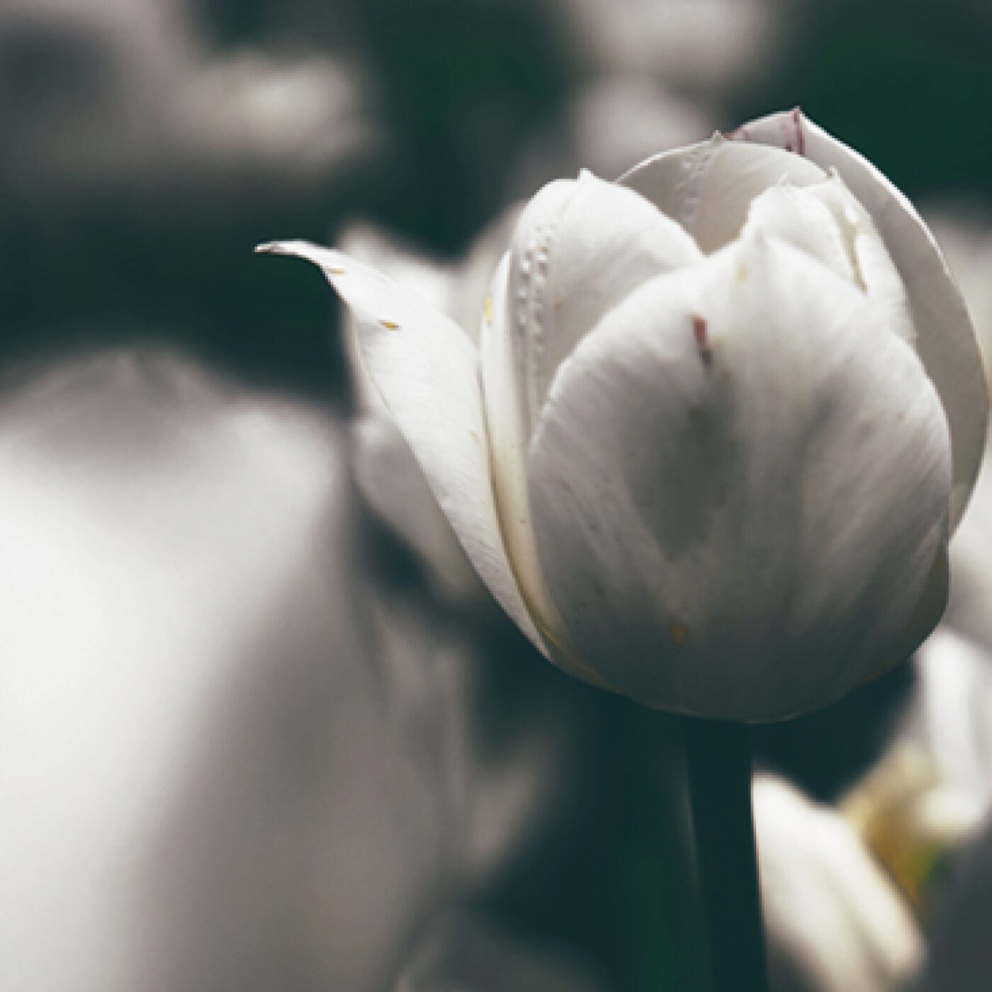 « Dès que Jésus fut baptisé, il vit l’Esprit de Dieu...» (Mt 3, 13-17)