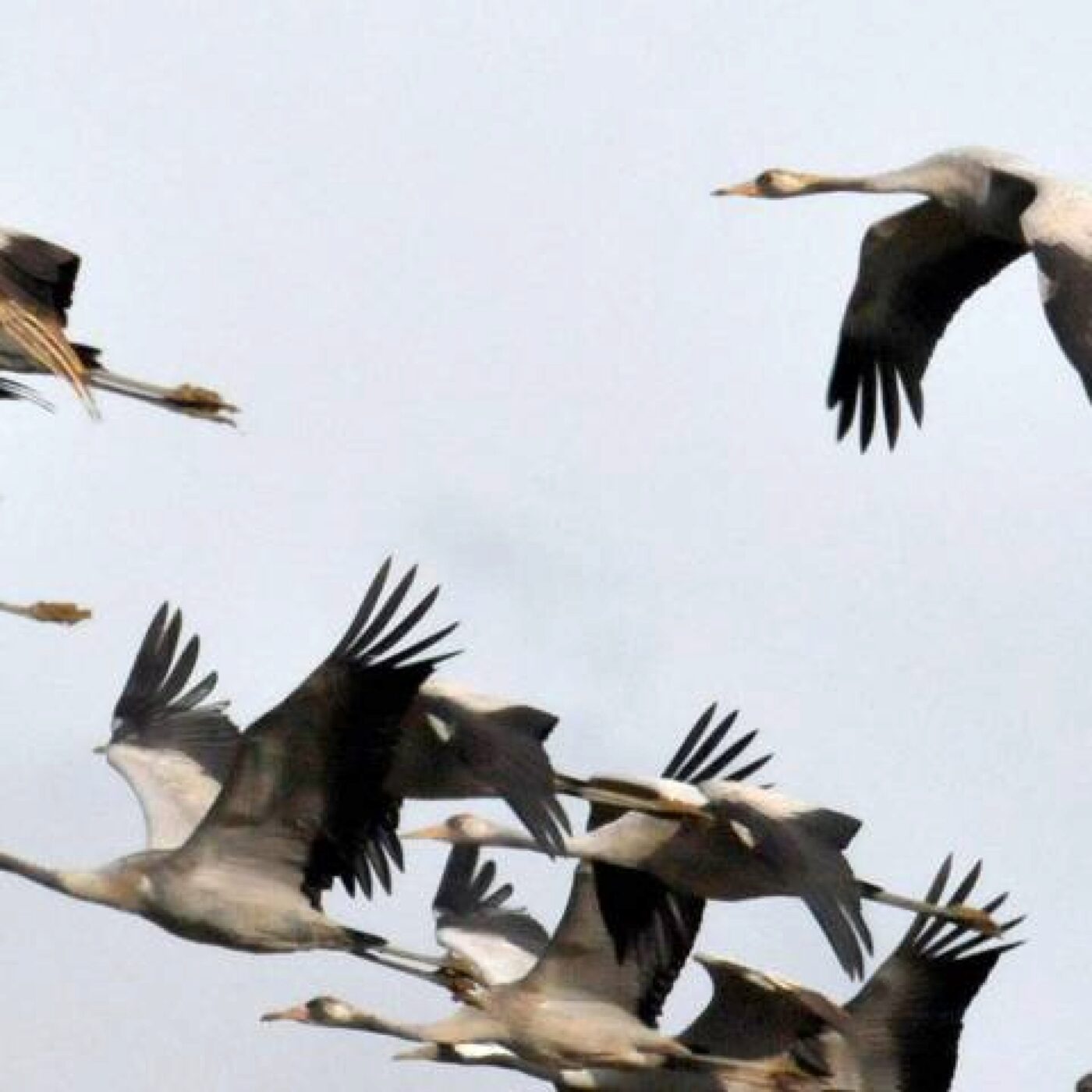 Pierre Ferté : 18ème fête de la Grue et de la Migration