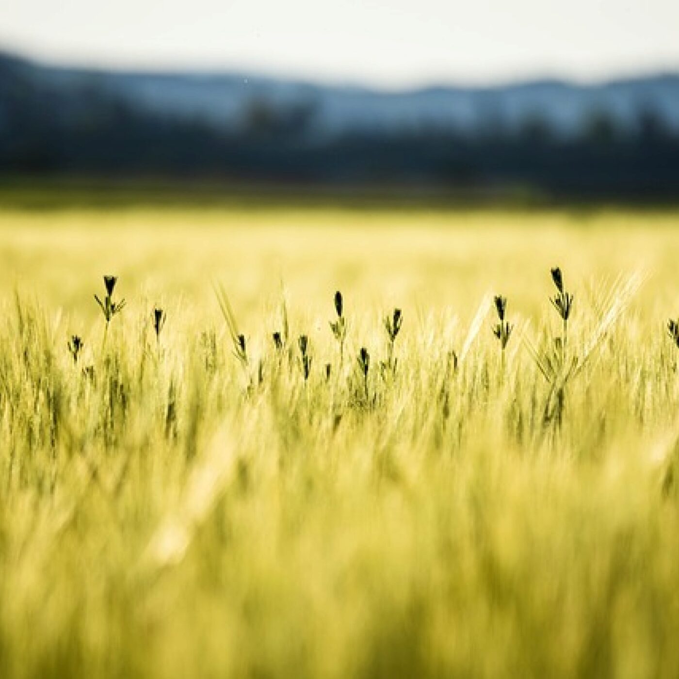 Le Téléphone du dimanche