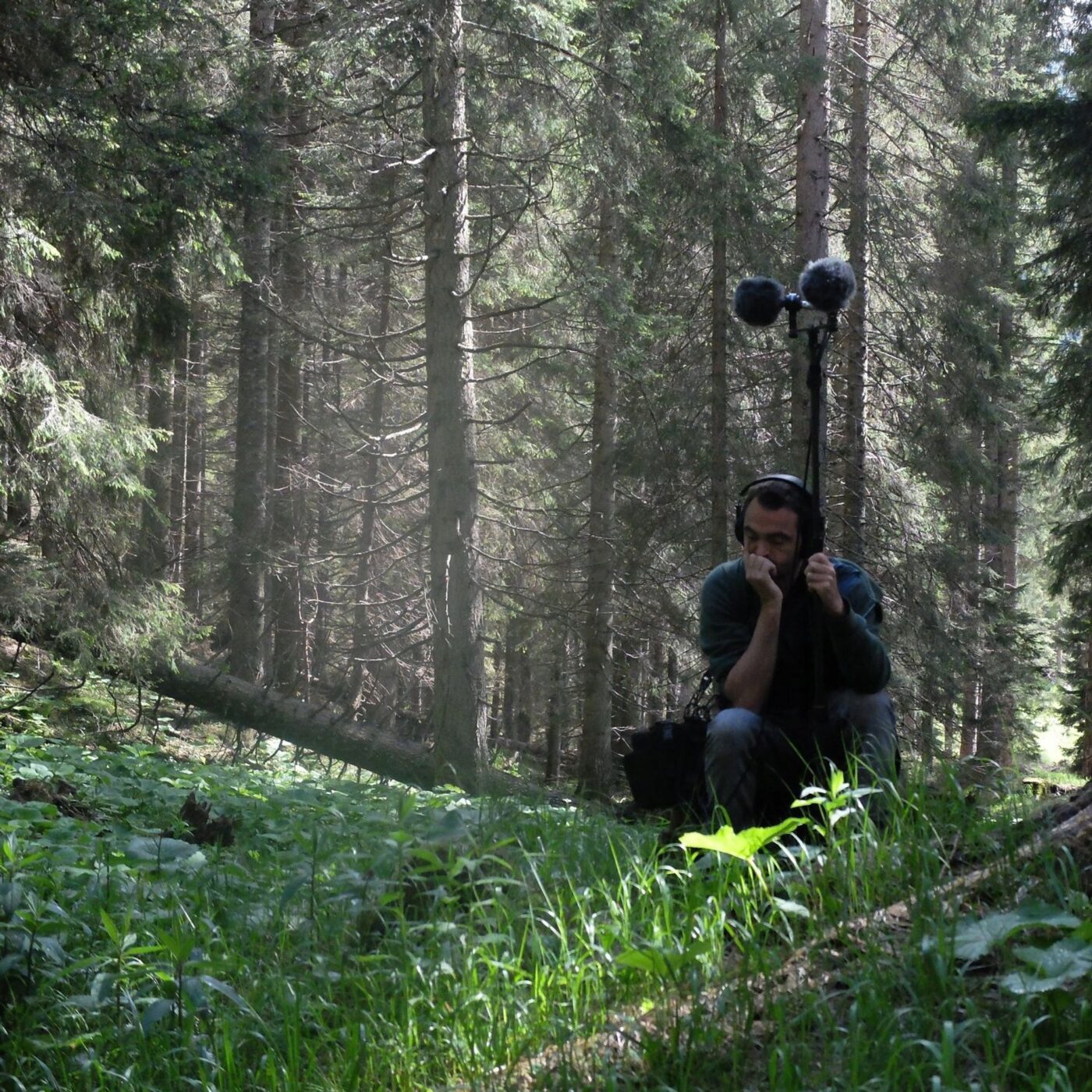 La forêt des violons, de Benoit Bories