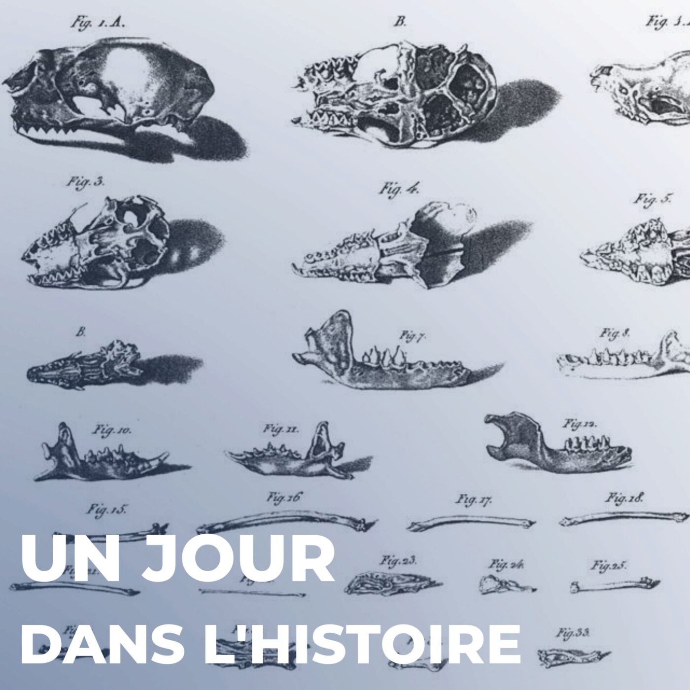 Philippe-Charles Schmerling, un Wallon pionnier de da préhistoire