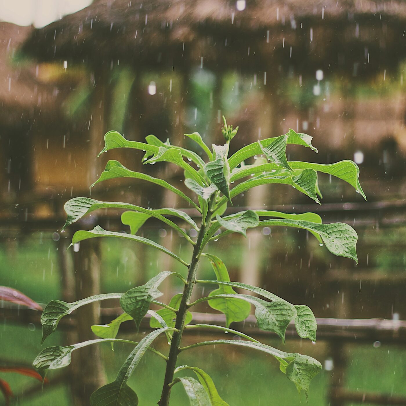 Le Jardin de RCF · RCF Lyon