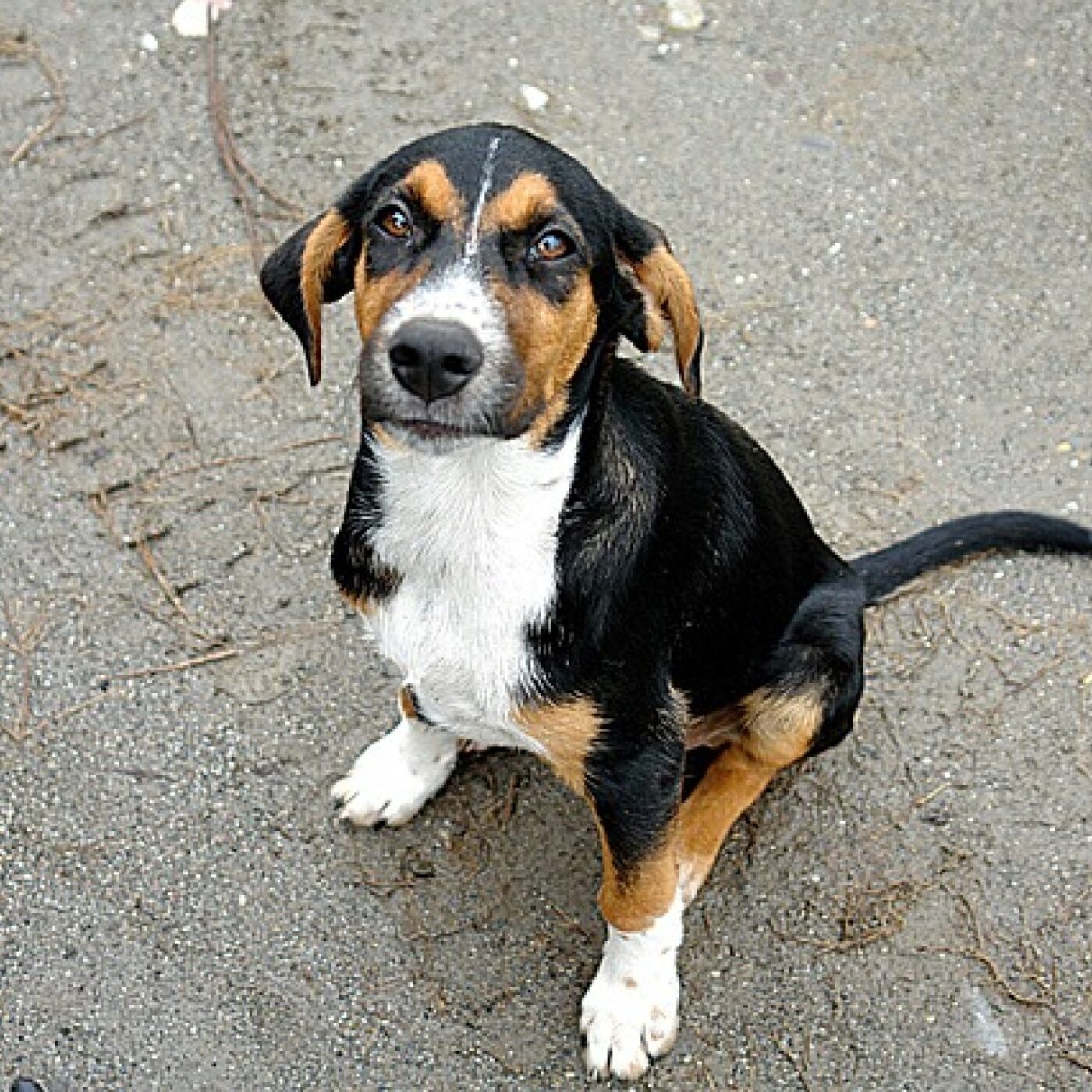 Le Téléphone du dimanche