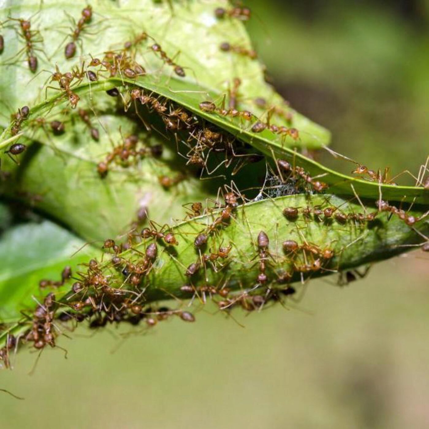 Les fourmis, les troubles érectiles et l'orange douce Les fourmis, les troubles érectiles et l'orange douce