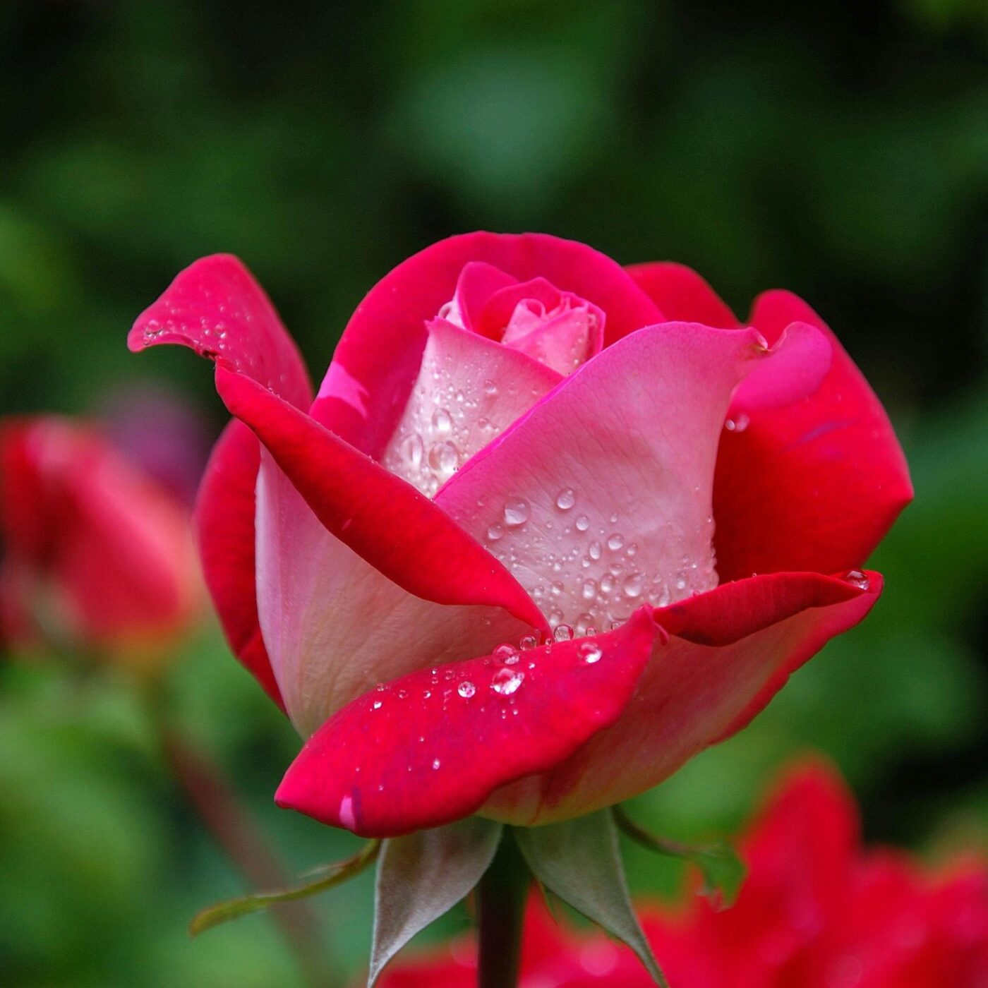 La Parole Commentée · RCF Alsace