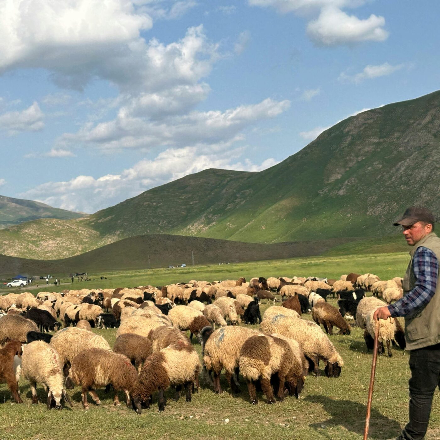 Le pastoralisme, une réponse durable aux enjeux de l’élevage moderne ?
