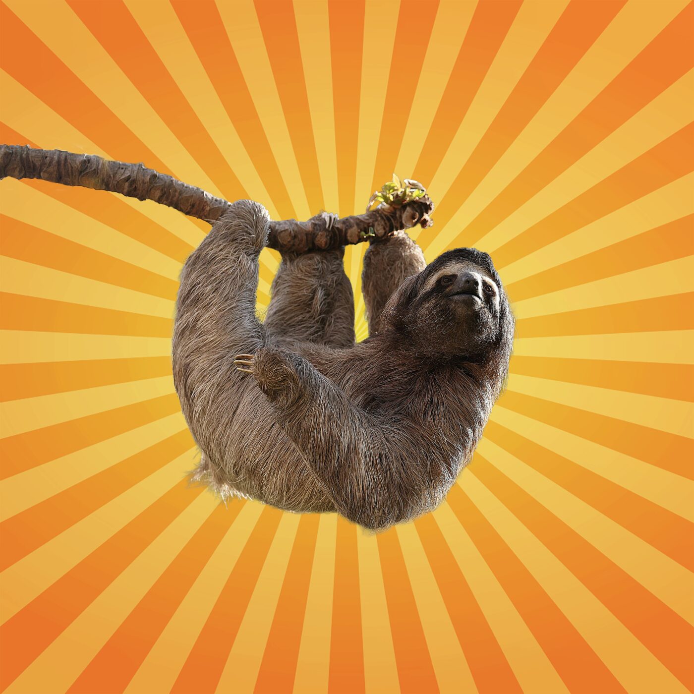 Le paresseux est un écosystème à lui tout seul 