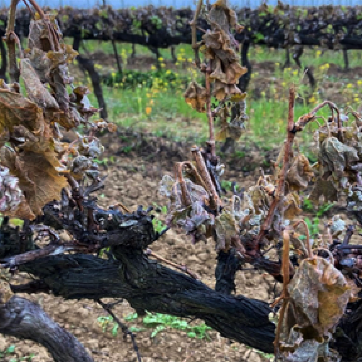 Gel dans les vignes: Le Domaine Deplaude episode artwork
