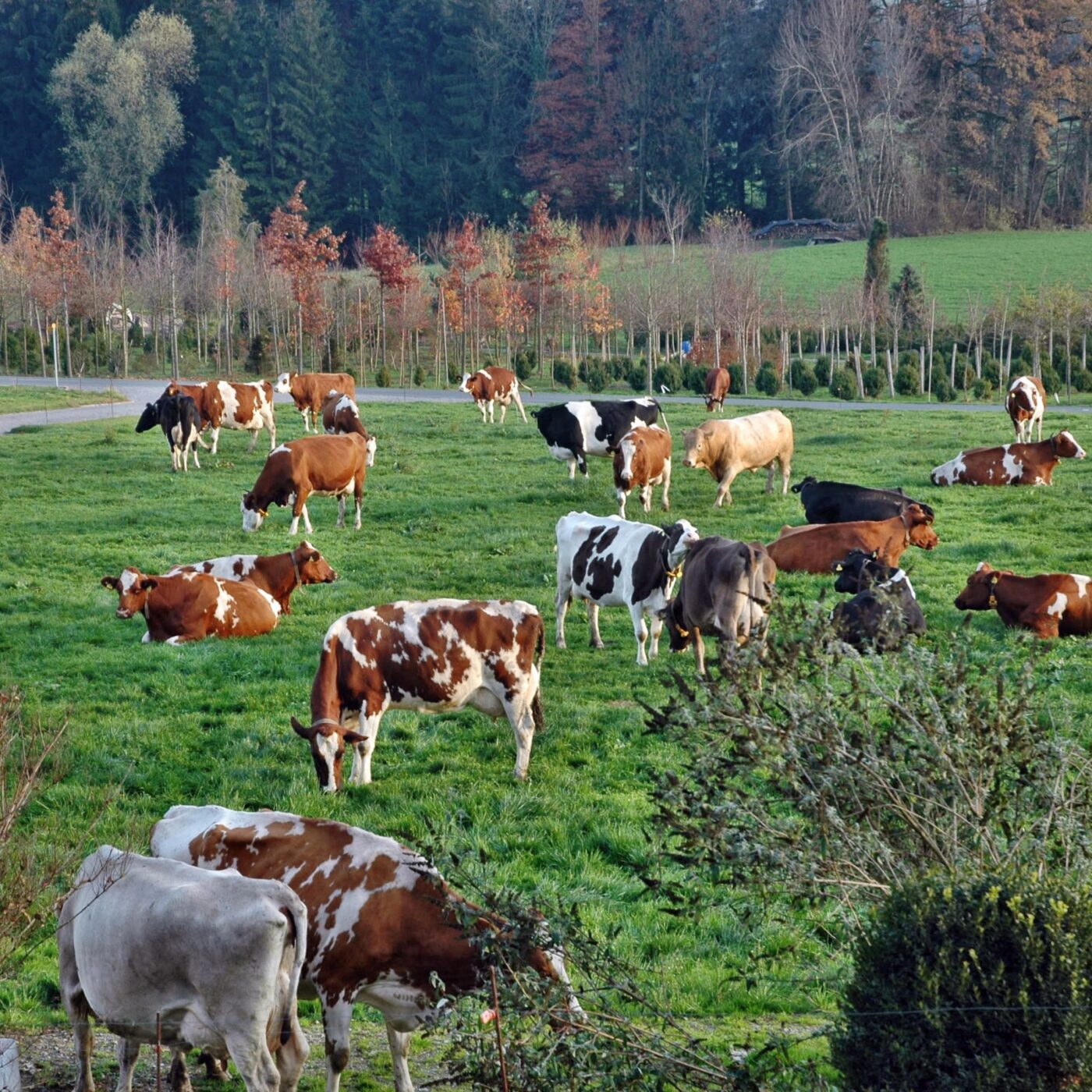 "On a des chiens errants, des déjections" : les incivilités agacent les agriculteurs episode artwork