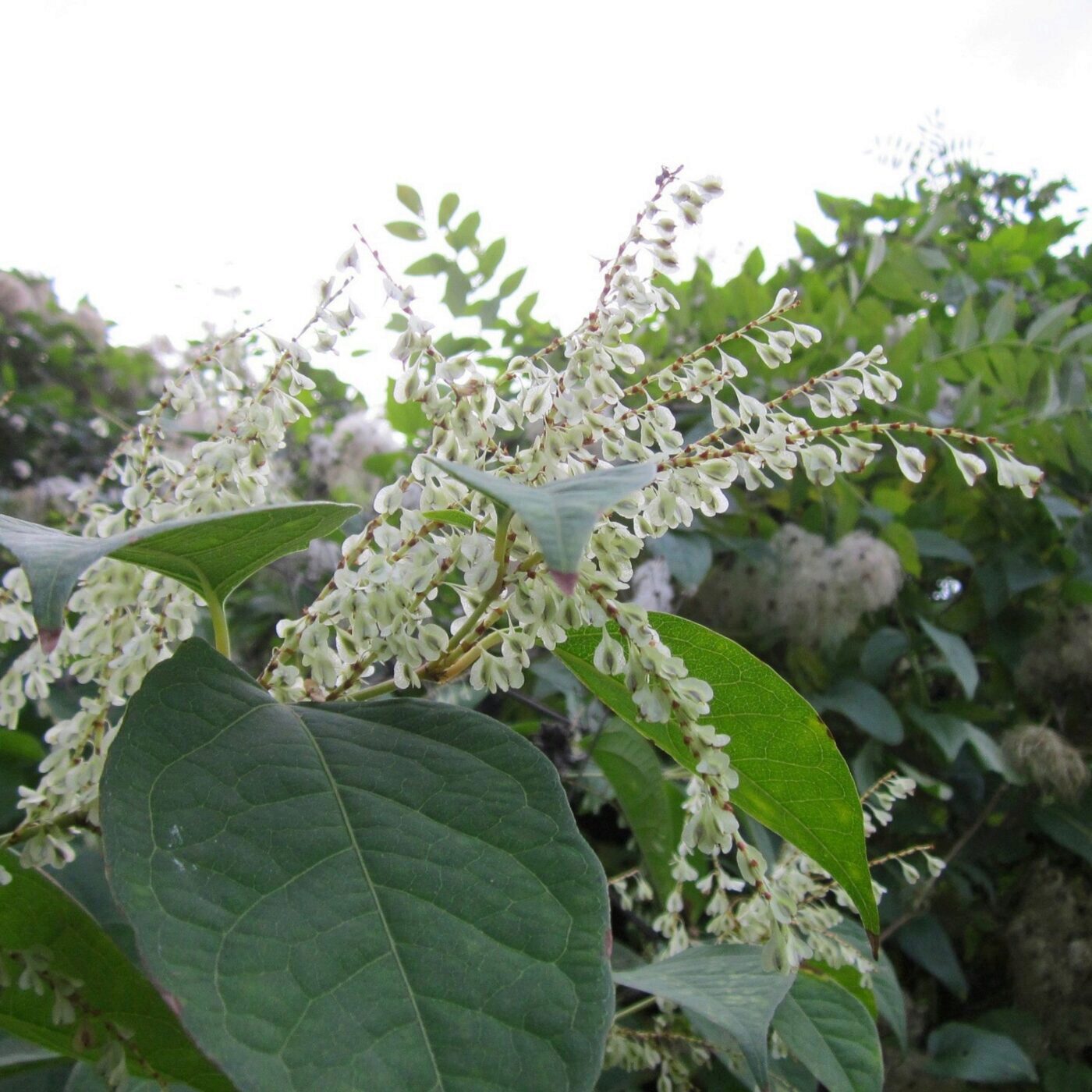 Cueillir, du potager à l\'assiette