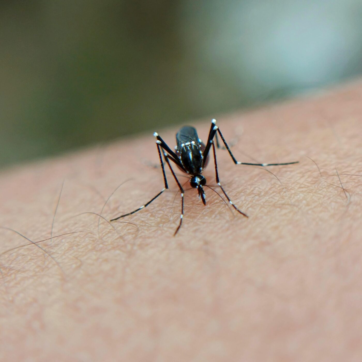 Un premier cas de chikungunya autochtone confirmé dans la région episode artwork