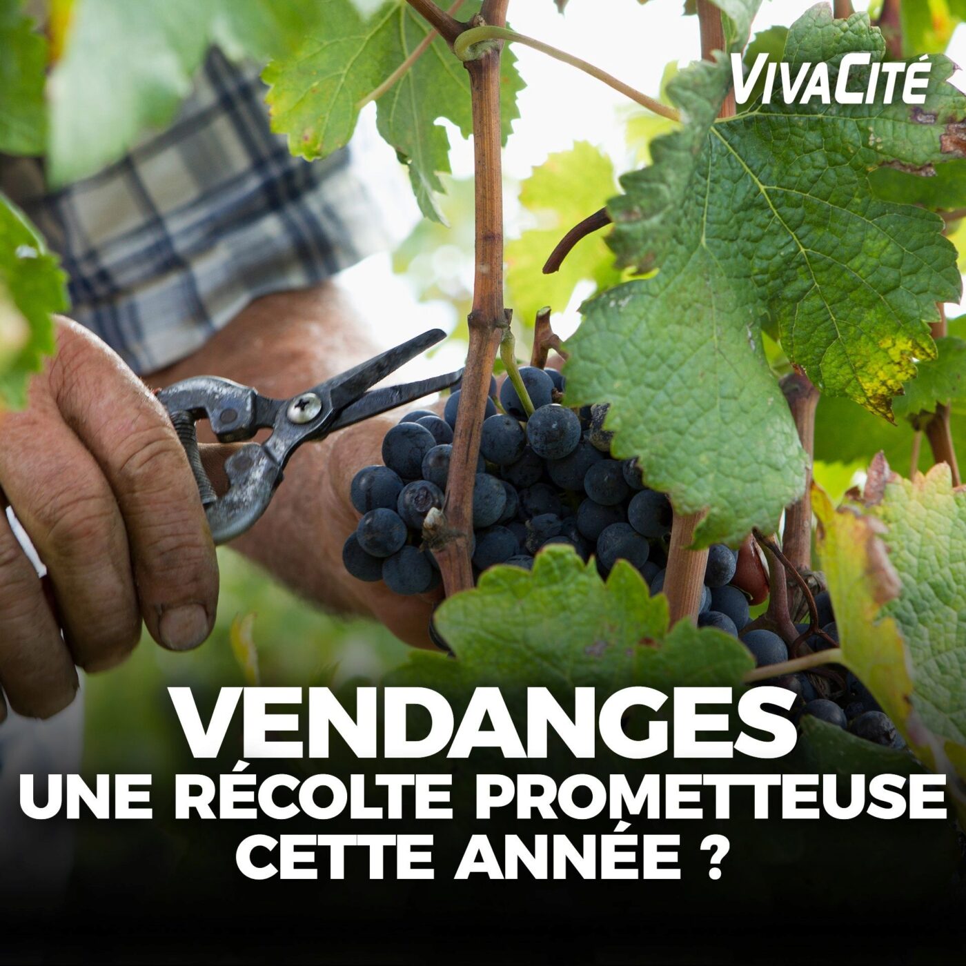 Les vendanges sont précoces cette année !