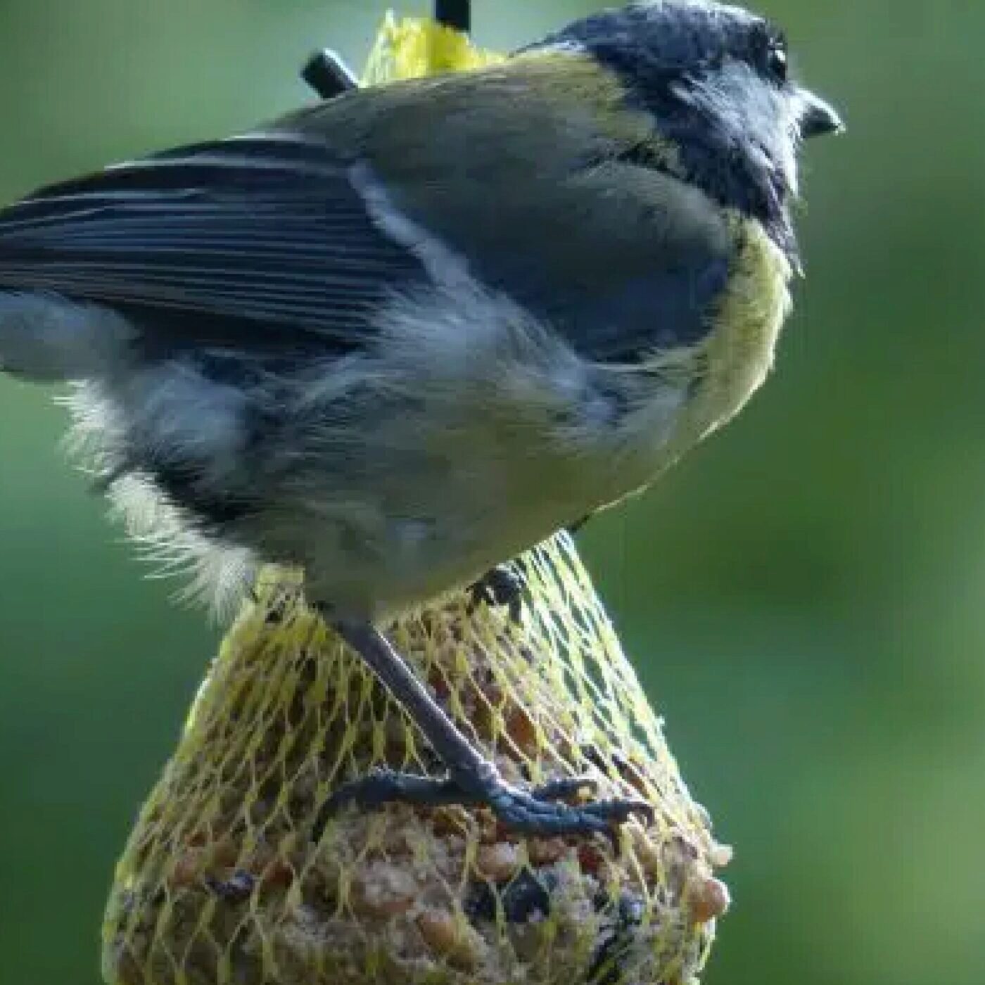 Jardiner avec les enfants, avec Terre Vivante