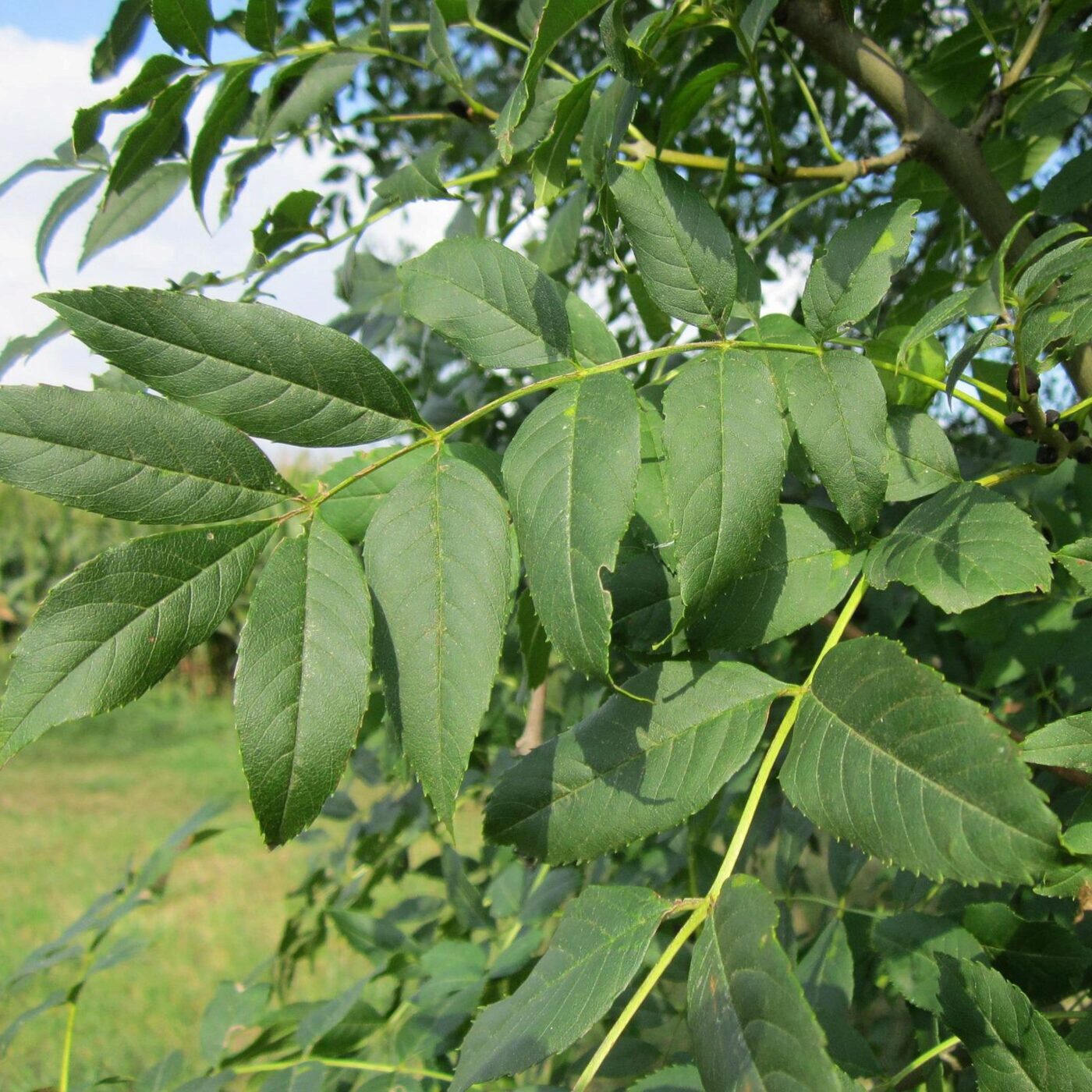 Cueillir, du potager à l\'assiette