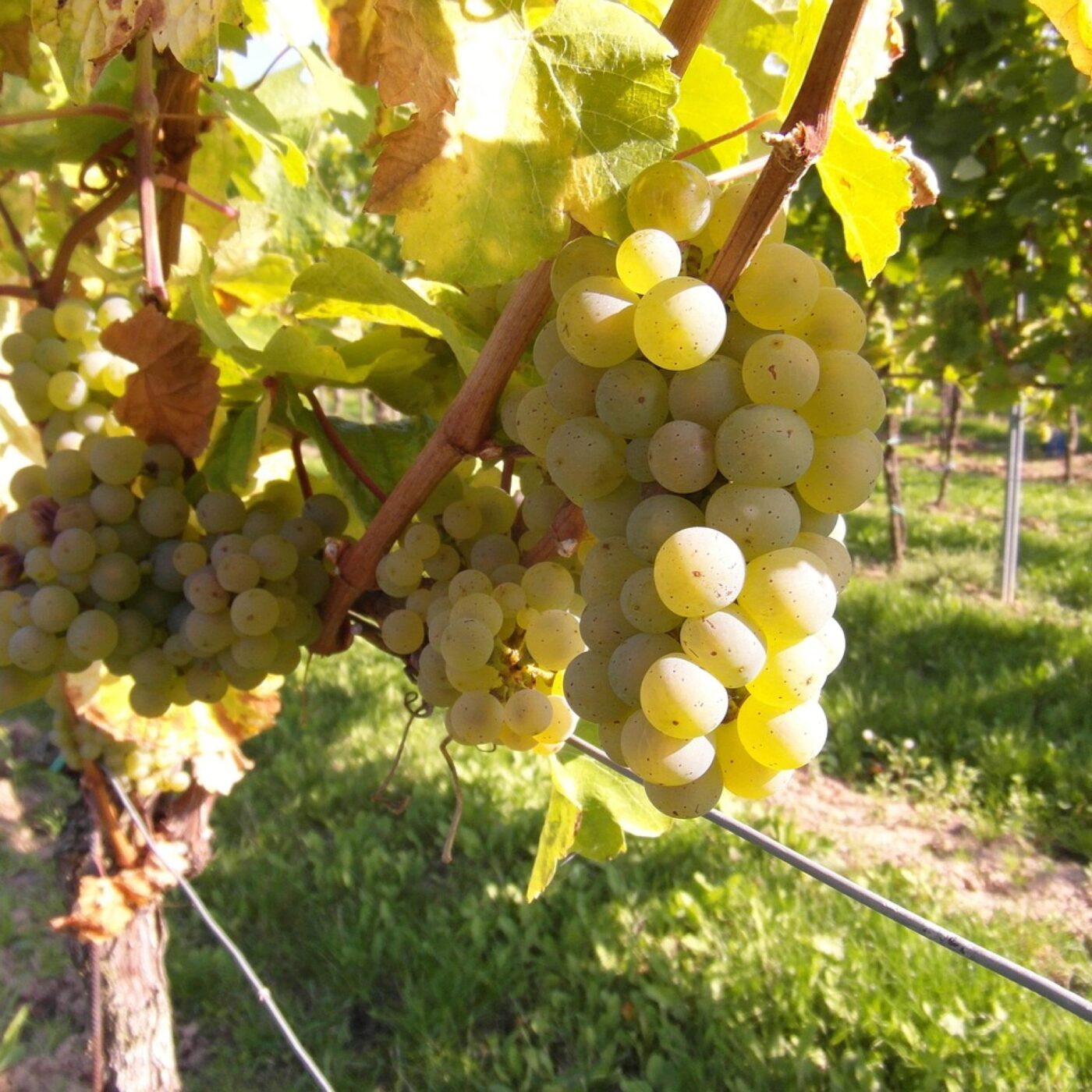 Vendanges. Un bon cru malgré la météo et le manque de bras ? episode artwork
