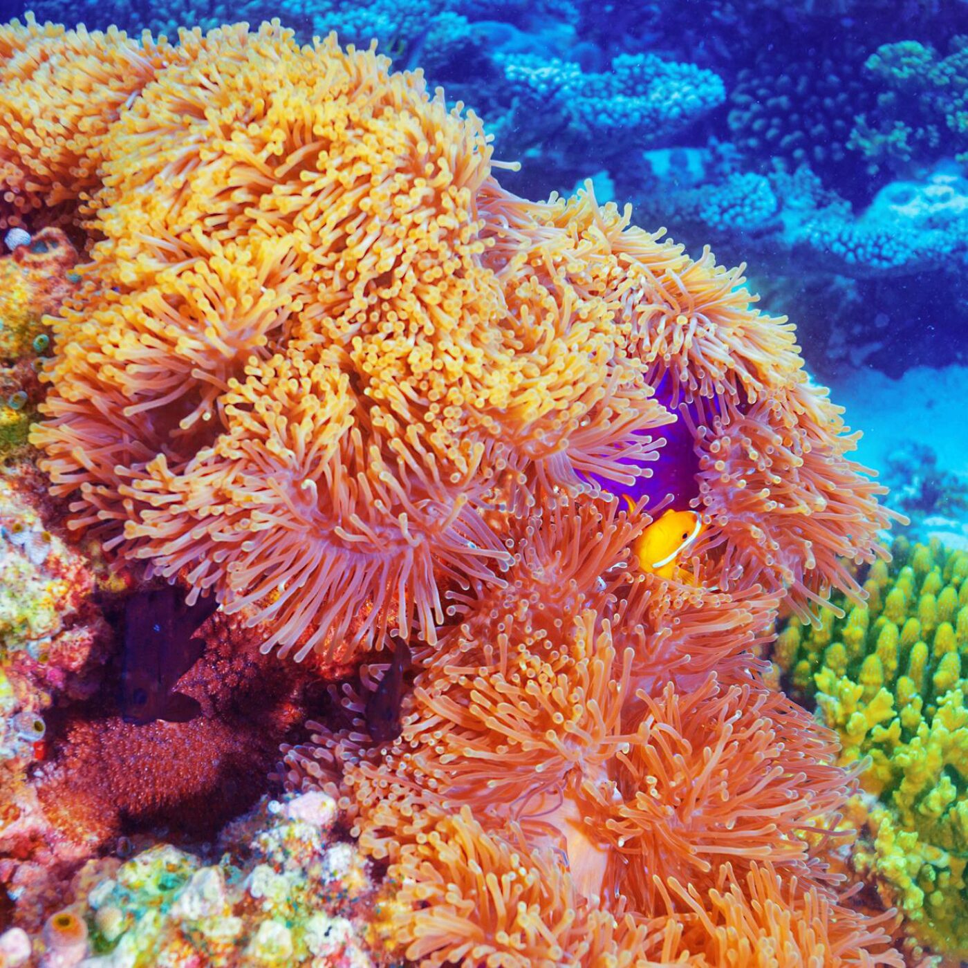 Coraux et Laurence Bayer