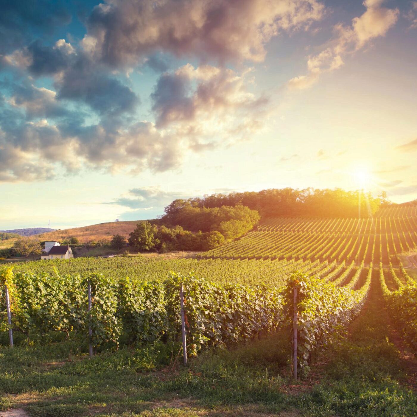 Mildiou, nouvelle exposition et patriarcat