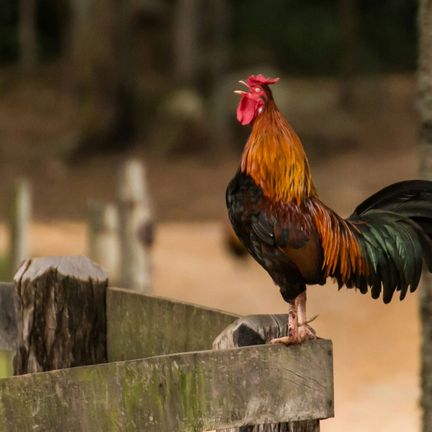 Sons des villes et villages : pourquoi nous y sommes attachés ?