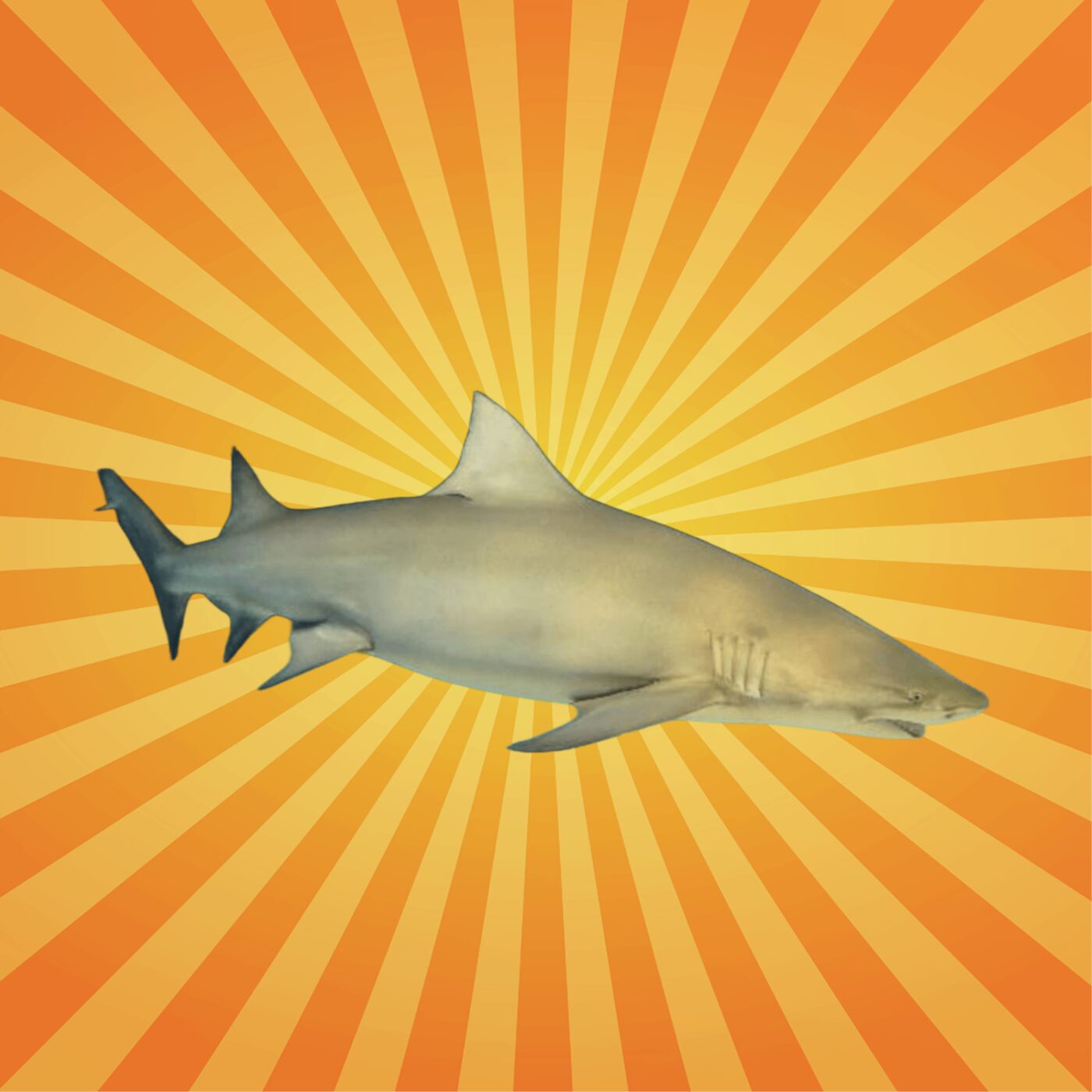 Le requin-citron : une proie avant d'être un prédateur  