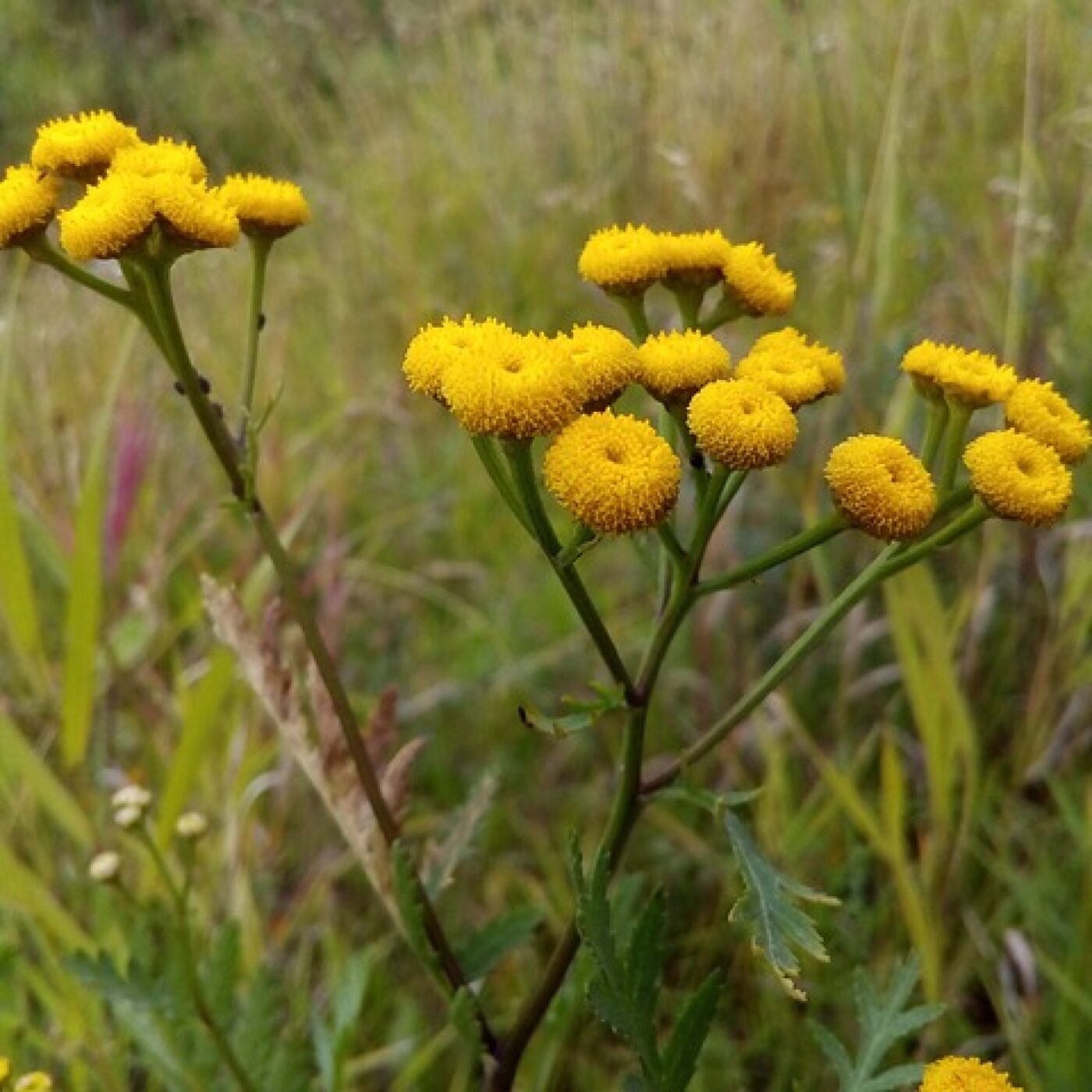 Cueillir, du potager à l\'assiette