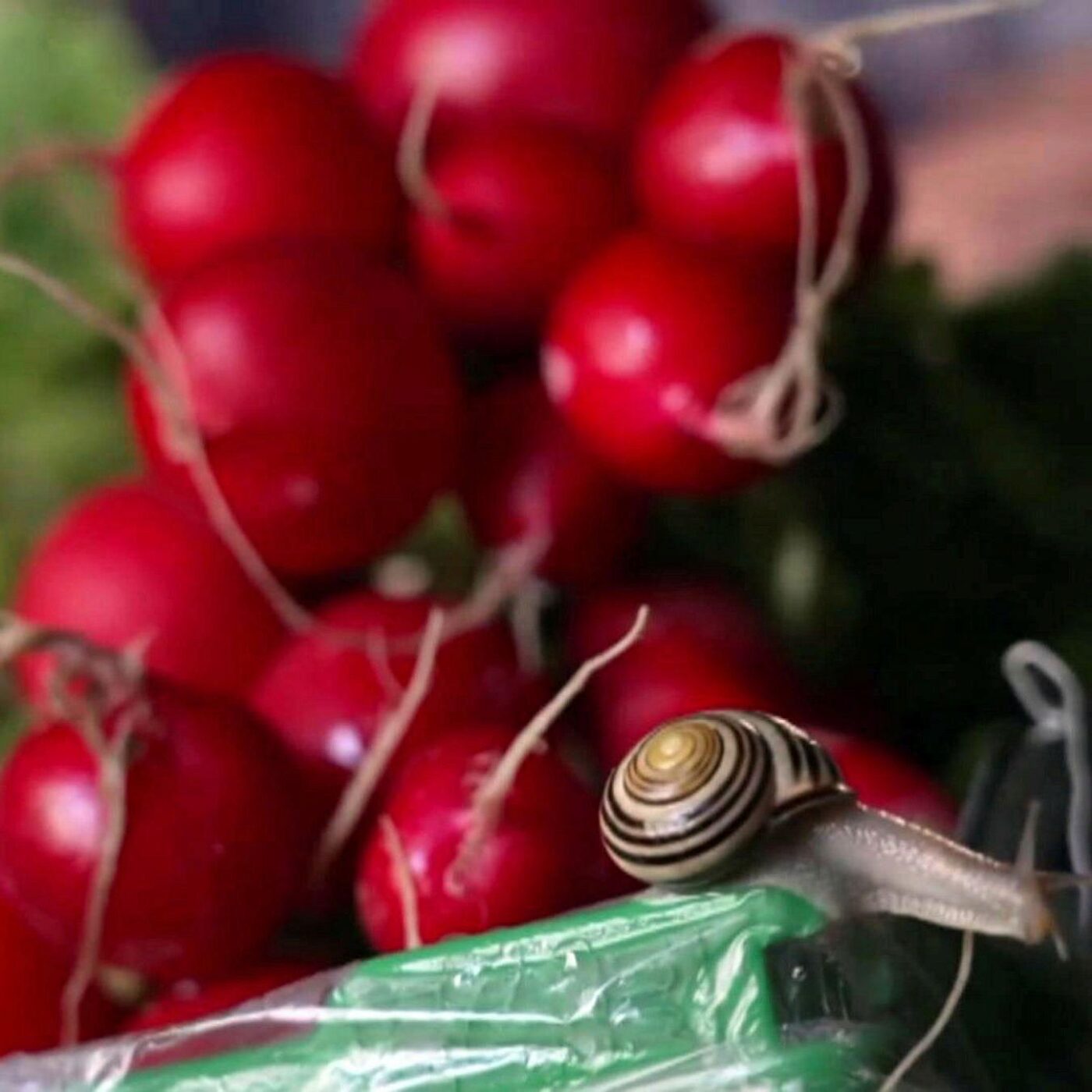Pour manger bio, il faut du blé Pour manger bio, il faut du blé