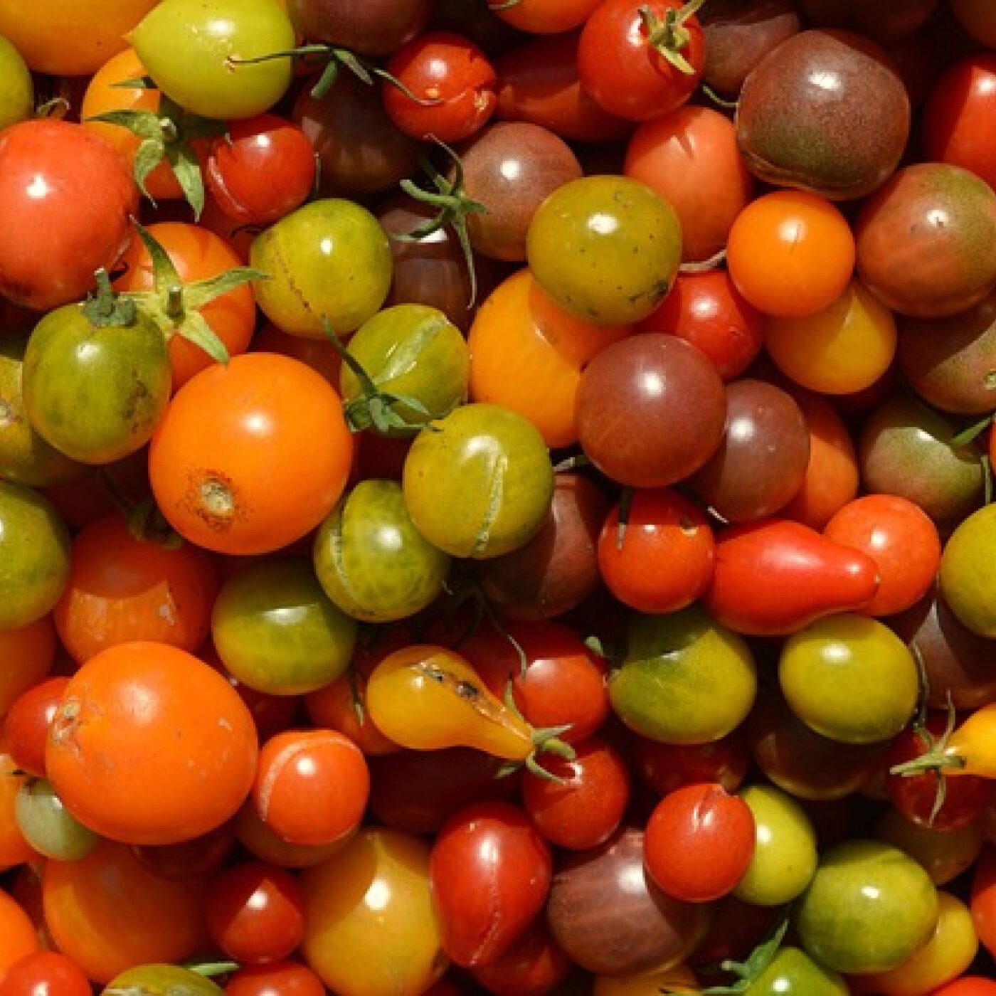 Les tomates cerises sarthoises sont de retour !