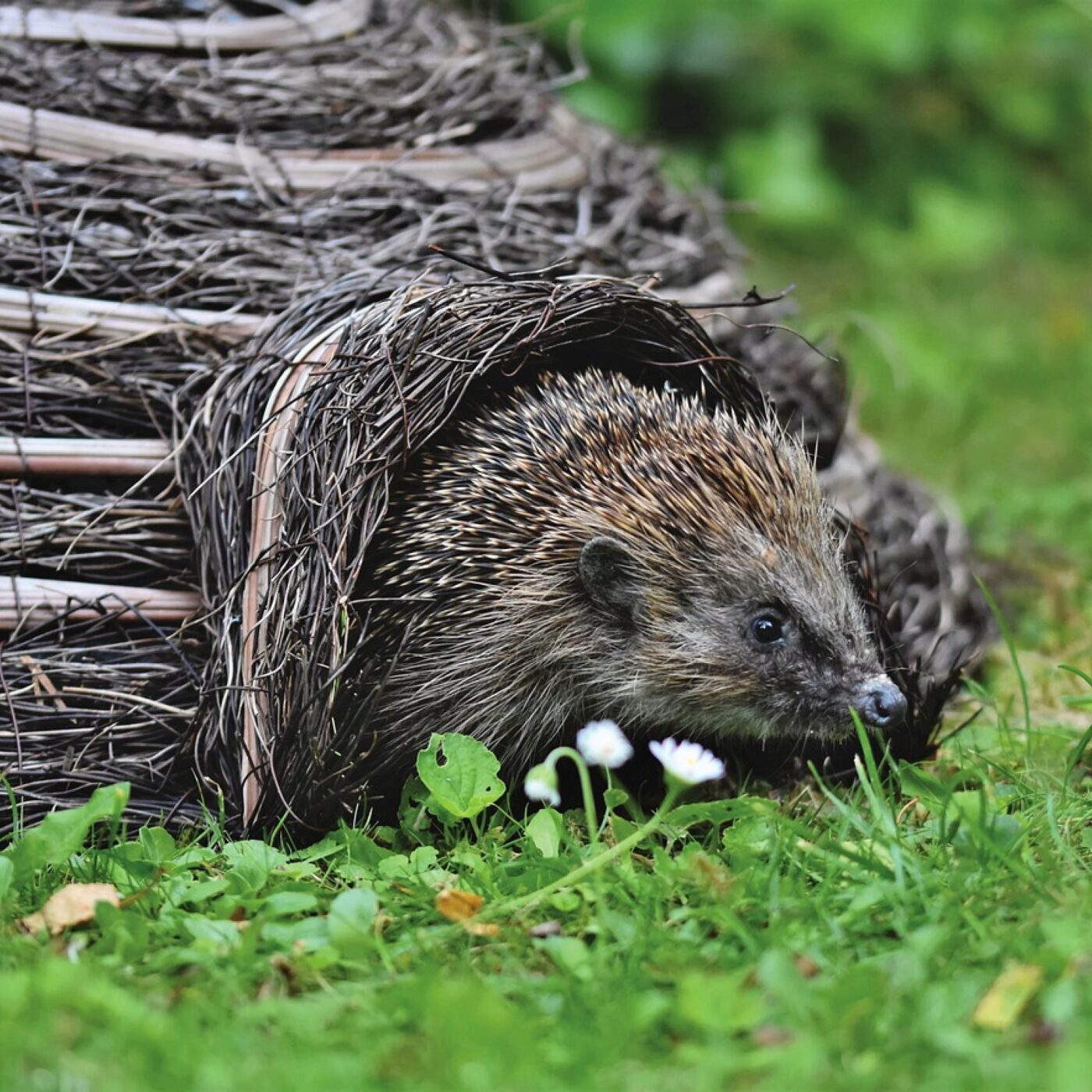 Jardiner avec les enfants, avec Terre Vivante