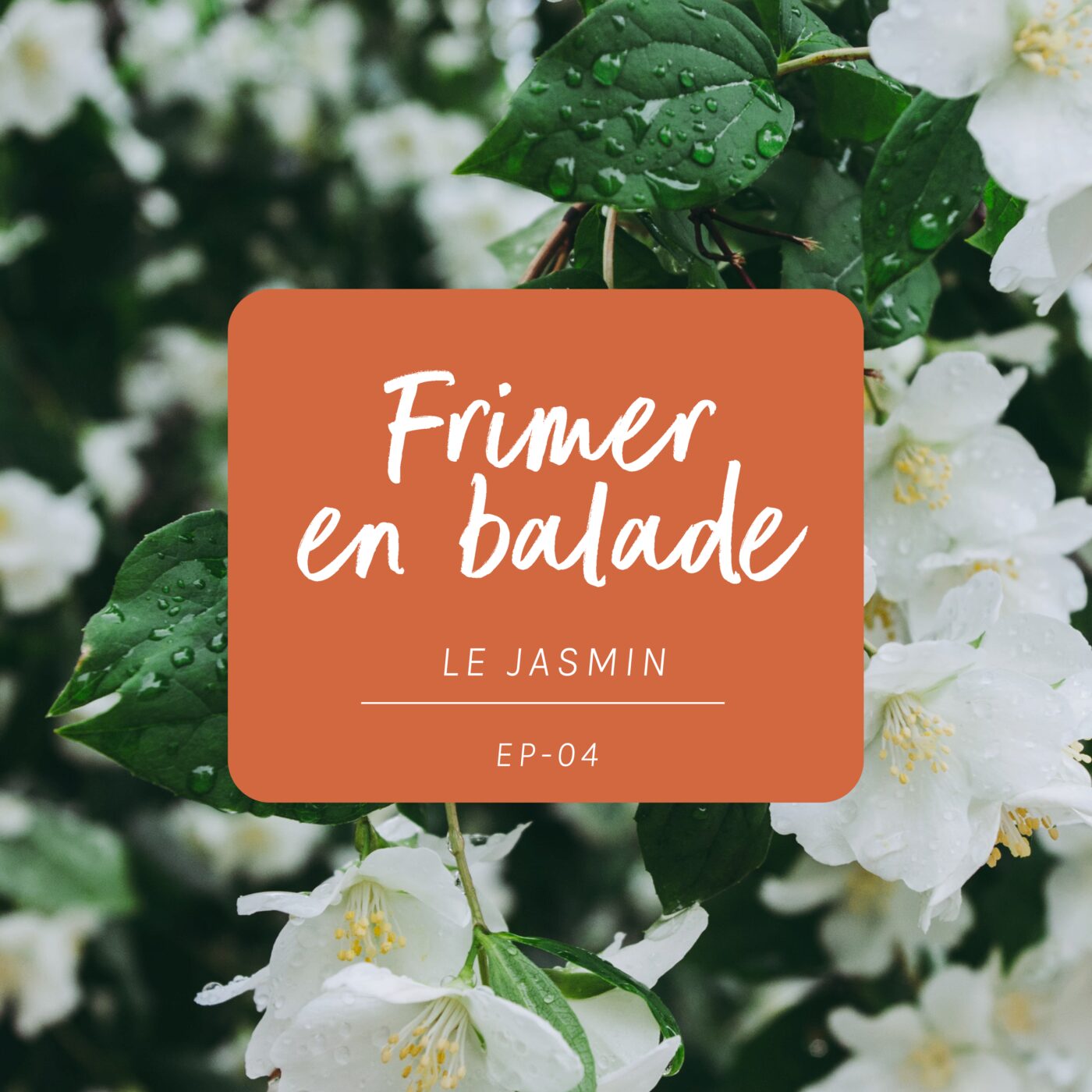 #4 - L’histoire du Jasmin #4 - L’histoire du Jasmin