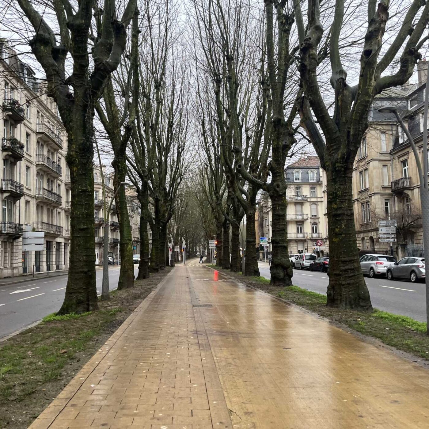 Metz : la ville expérimente un dispositif de régulation des corbeaux freux episode artwork