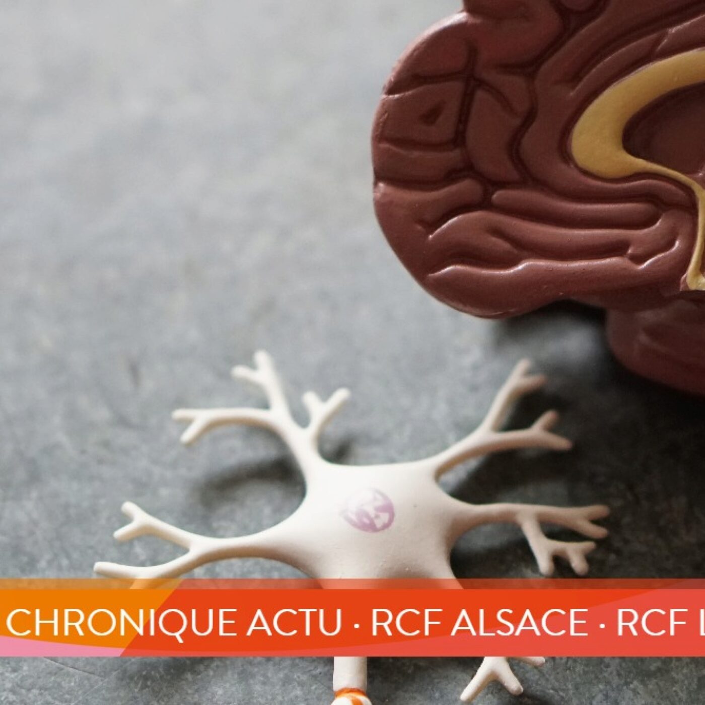 Les cellules gliales : grandes oubliées du cerveau episode artwork