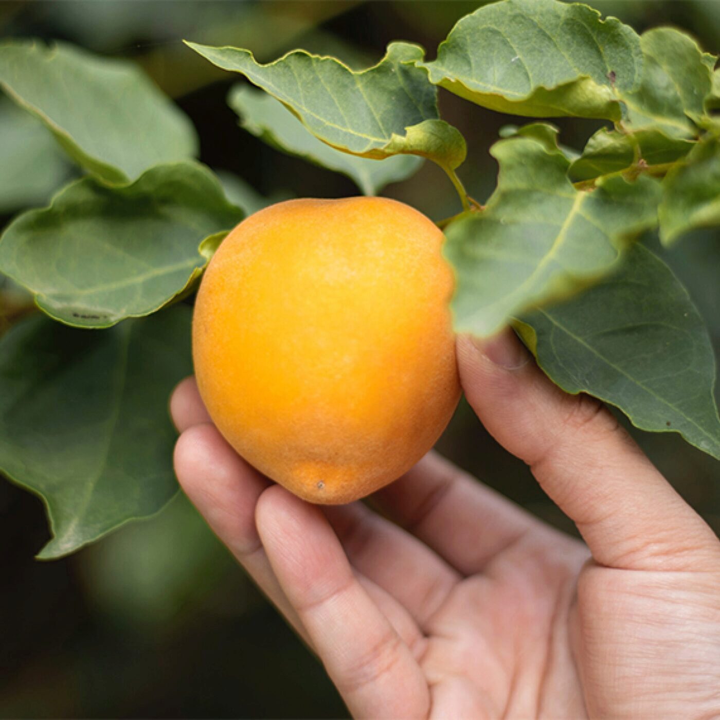Pour une vie qui porte du fruit (4/5) Ce que le fruit nous dit de l'arbre