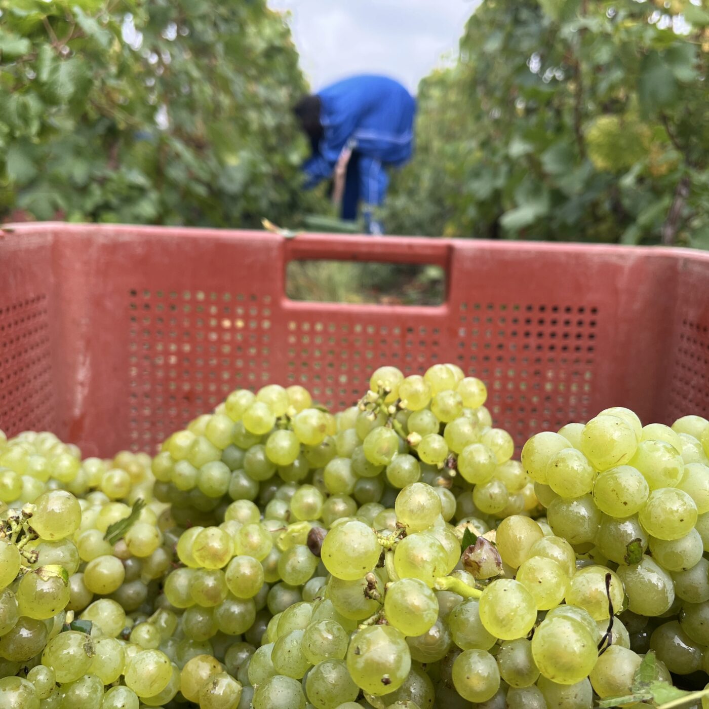 L\'invité de la rédaction · RCF Cœur de Champagne