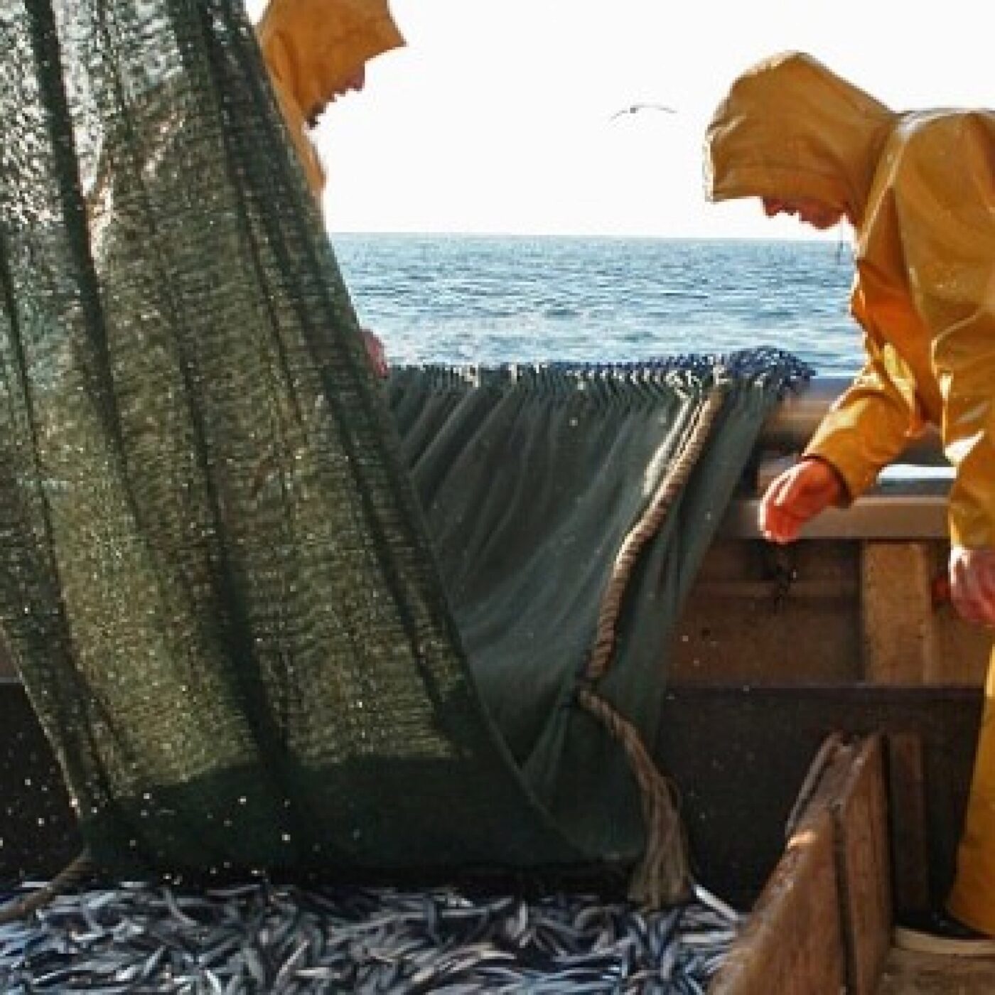 Les quotas de pêche sont toujours en discussion à Bruxelles episode artwork