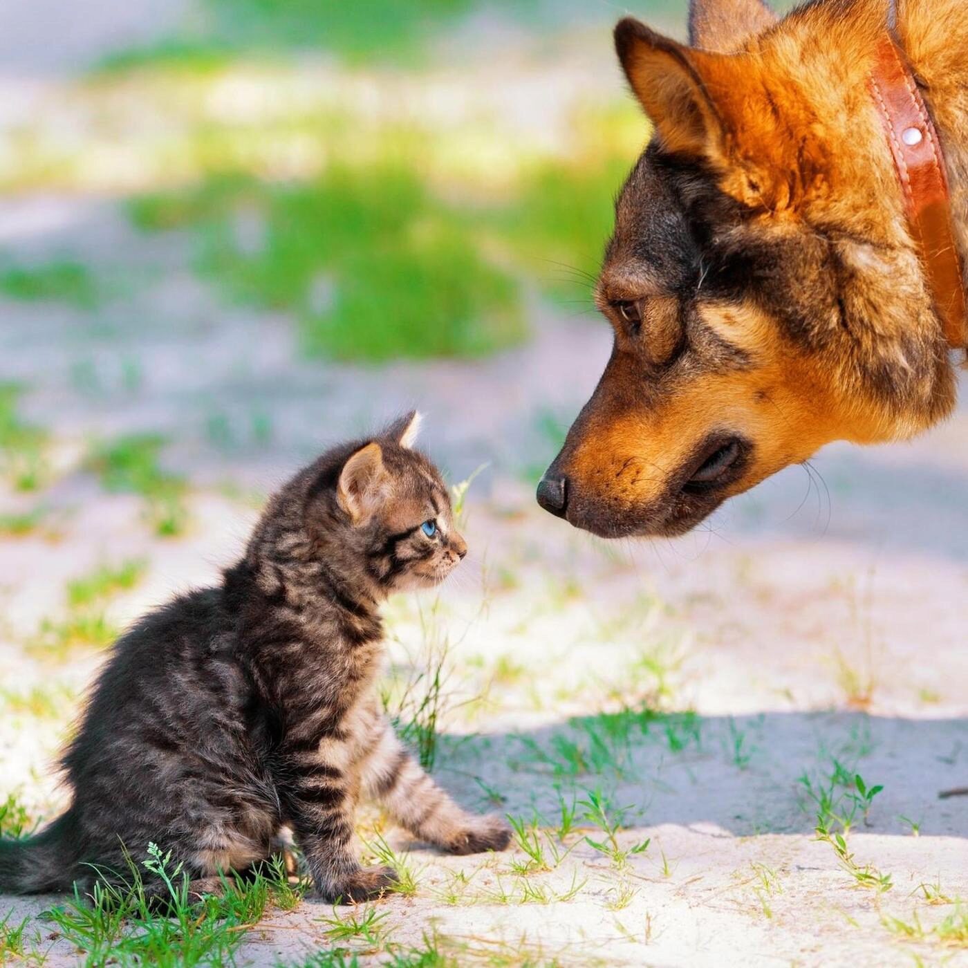 La taille des animaux, l'importance du foie et l'exploration du ciel