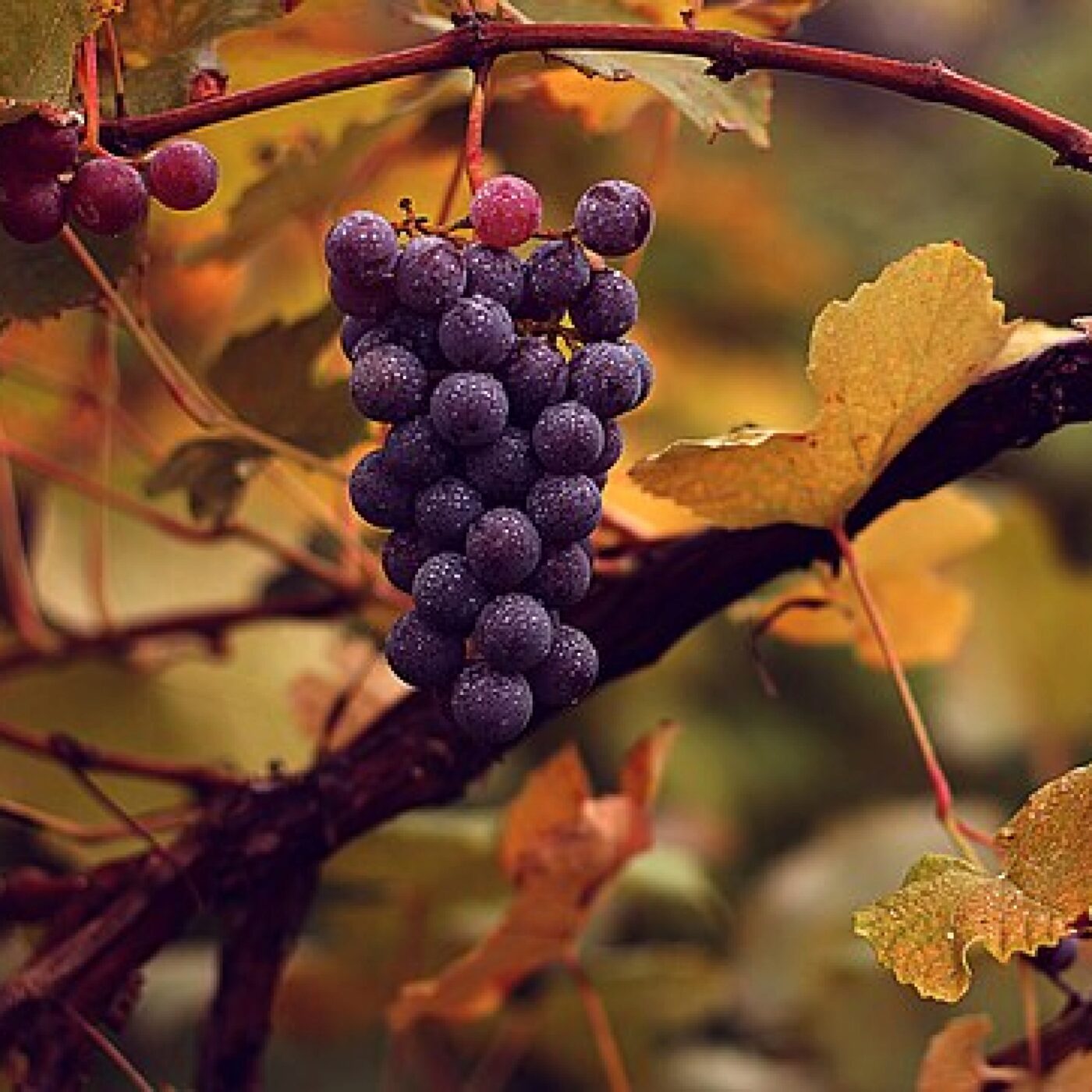 Berry gourmand