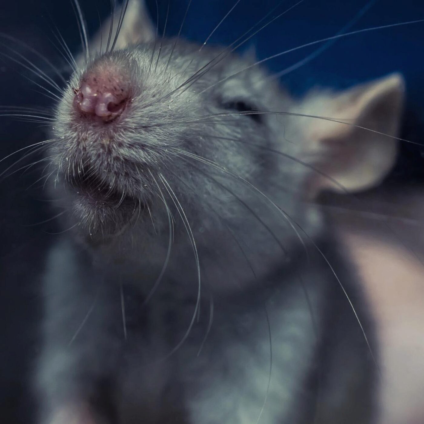 L'odorat, les physiothérapeutes et ergothérapeutes et la pair-aidance