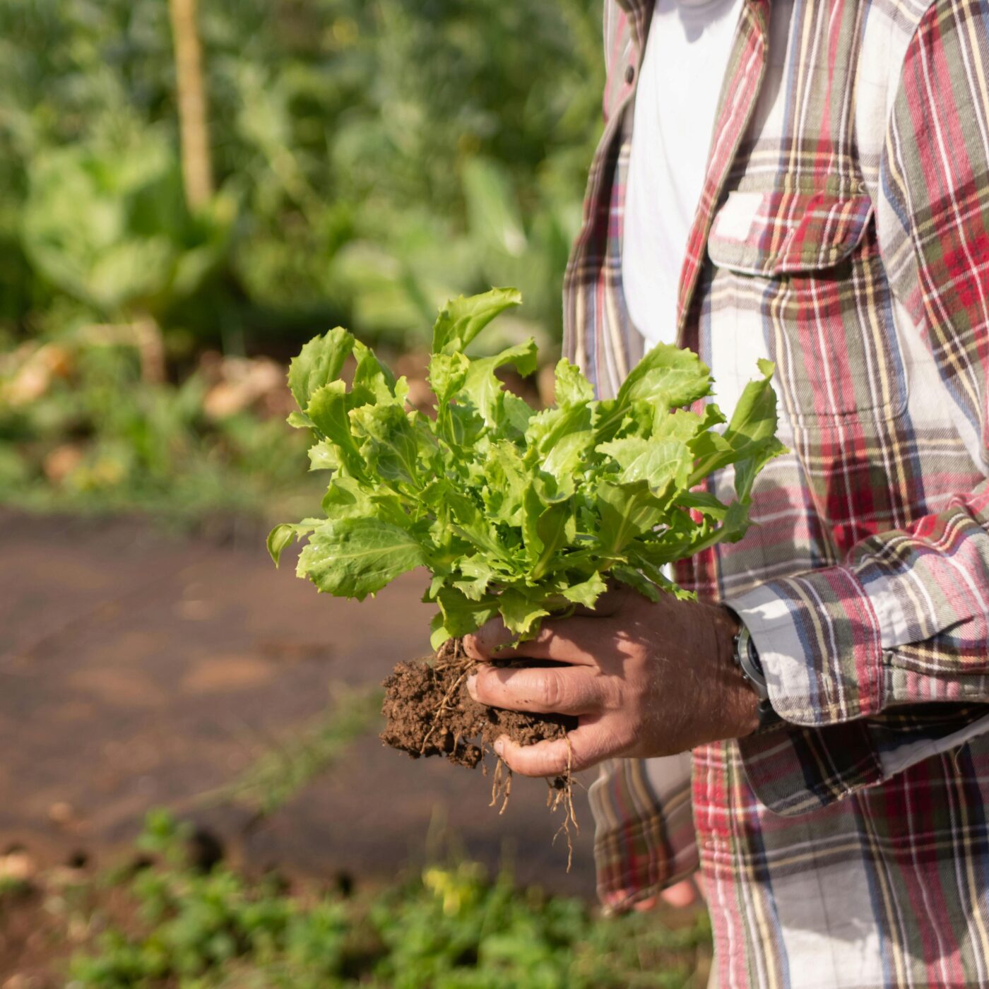 Prenez-en de la graine : des conseils jardinage écolos