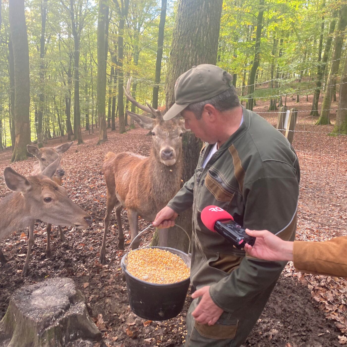 Visite du Parc animalier de Fougerolles St Valbert episode artwork