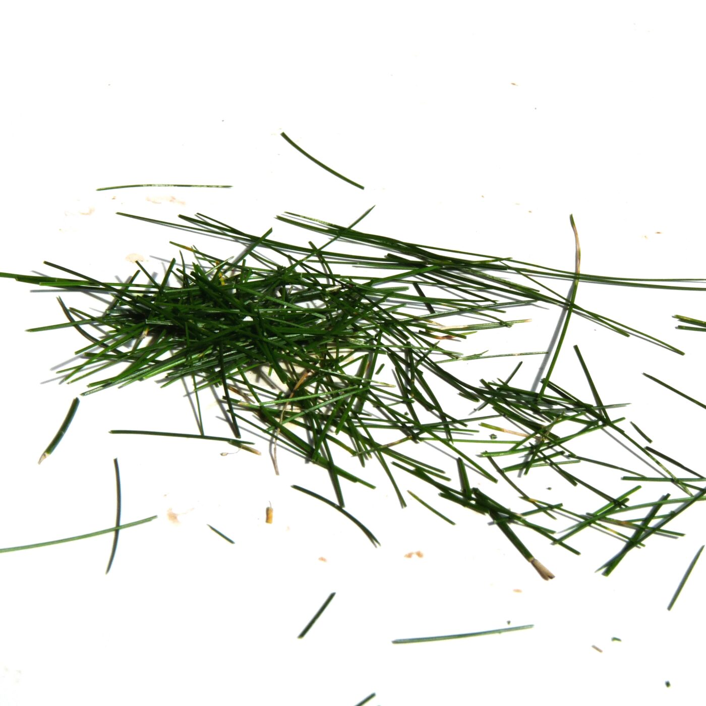 Bogdan- L'herbe Bogdan- L'herbe