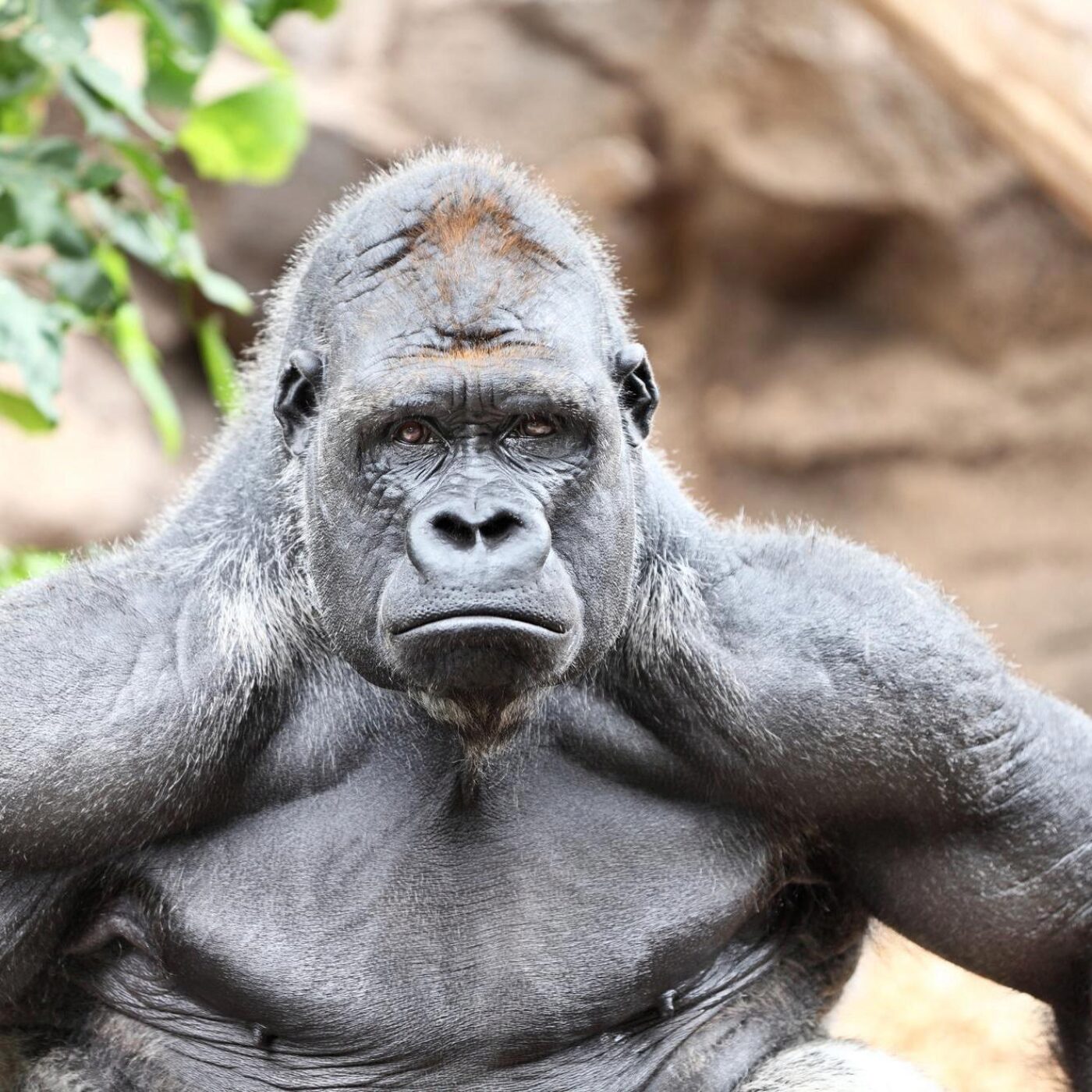 Mâle alpha et troubles alimentaires