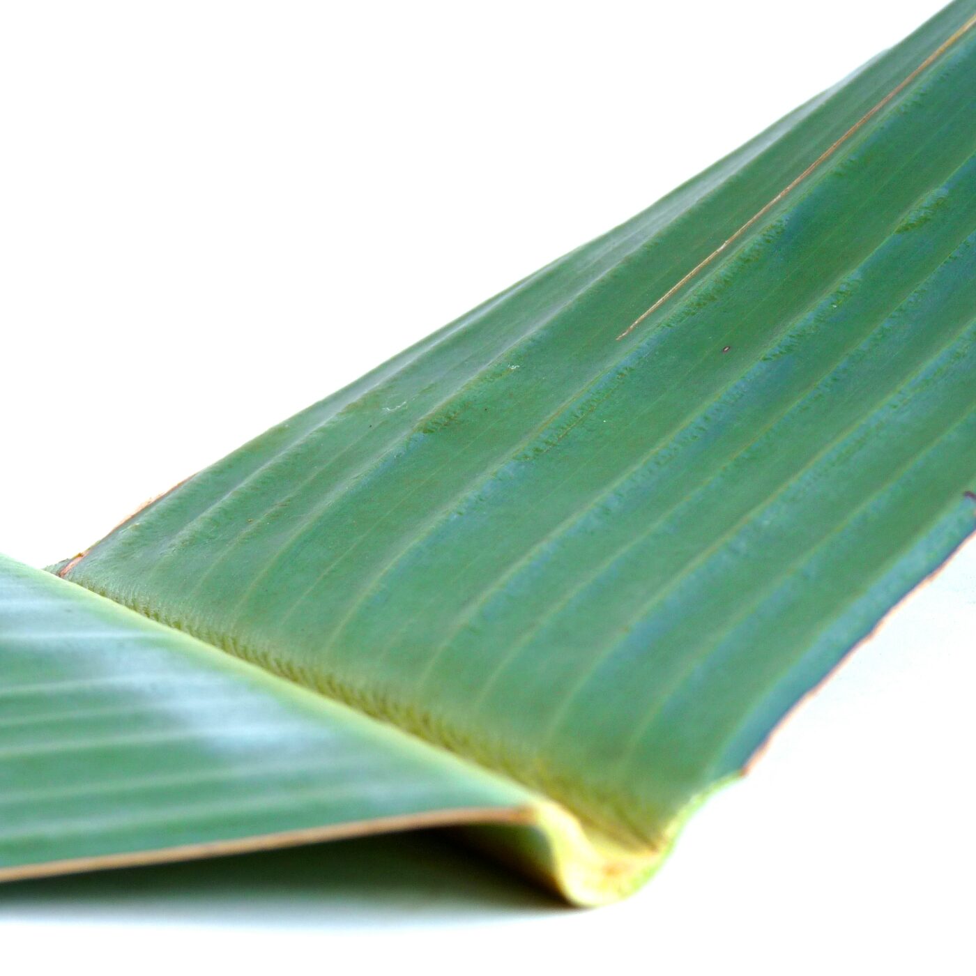 Aymara - feuille figue Aymara - feuille figue