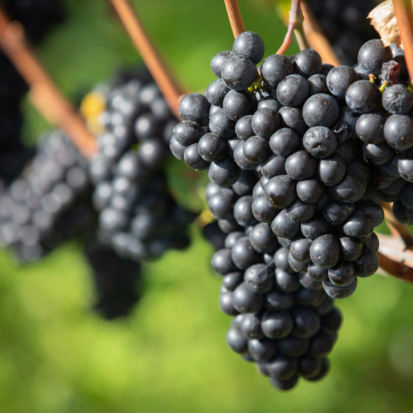 Vin 5/5 - Encore un petit verre?