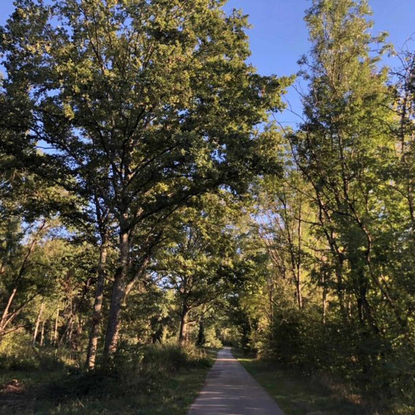 Les engagements du préfet pour le futur de la forêt jurassienne episode artwork