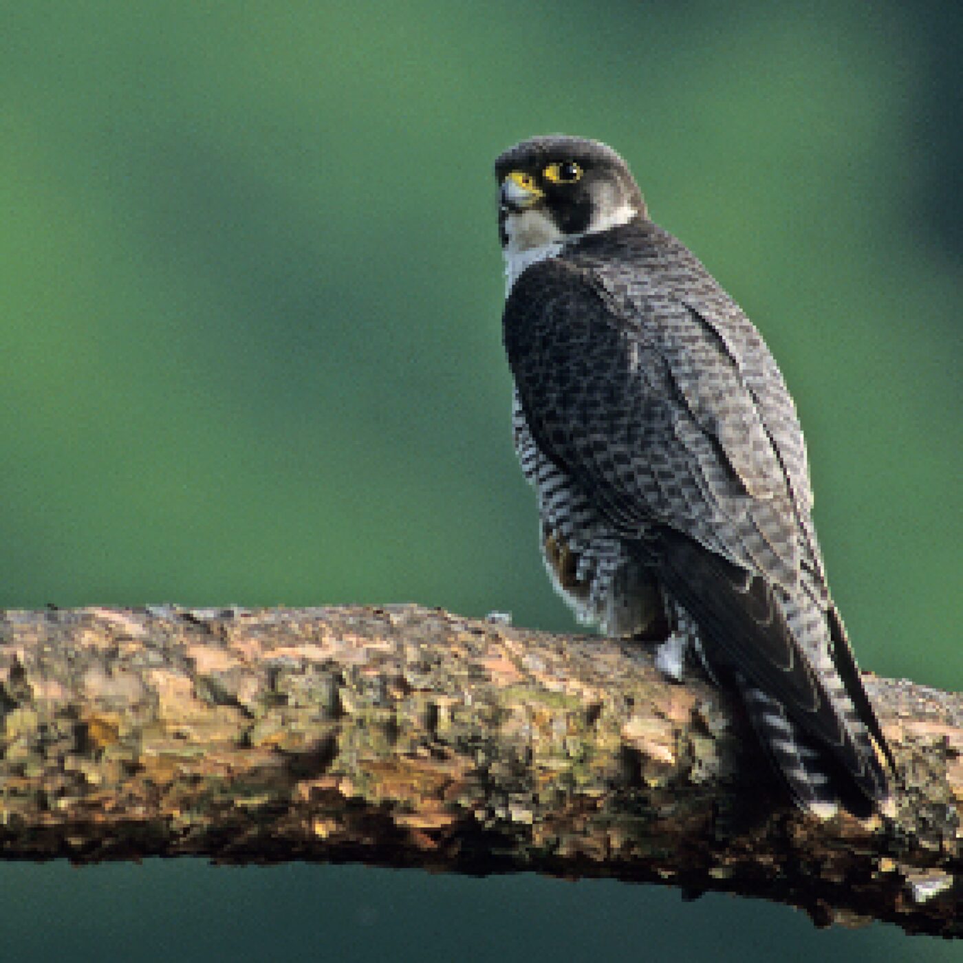 Le faucon pèlerin, un oiseau en danger en Alsace ? episode artwork