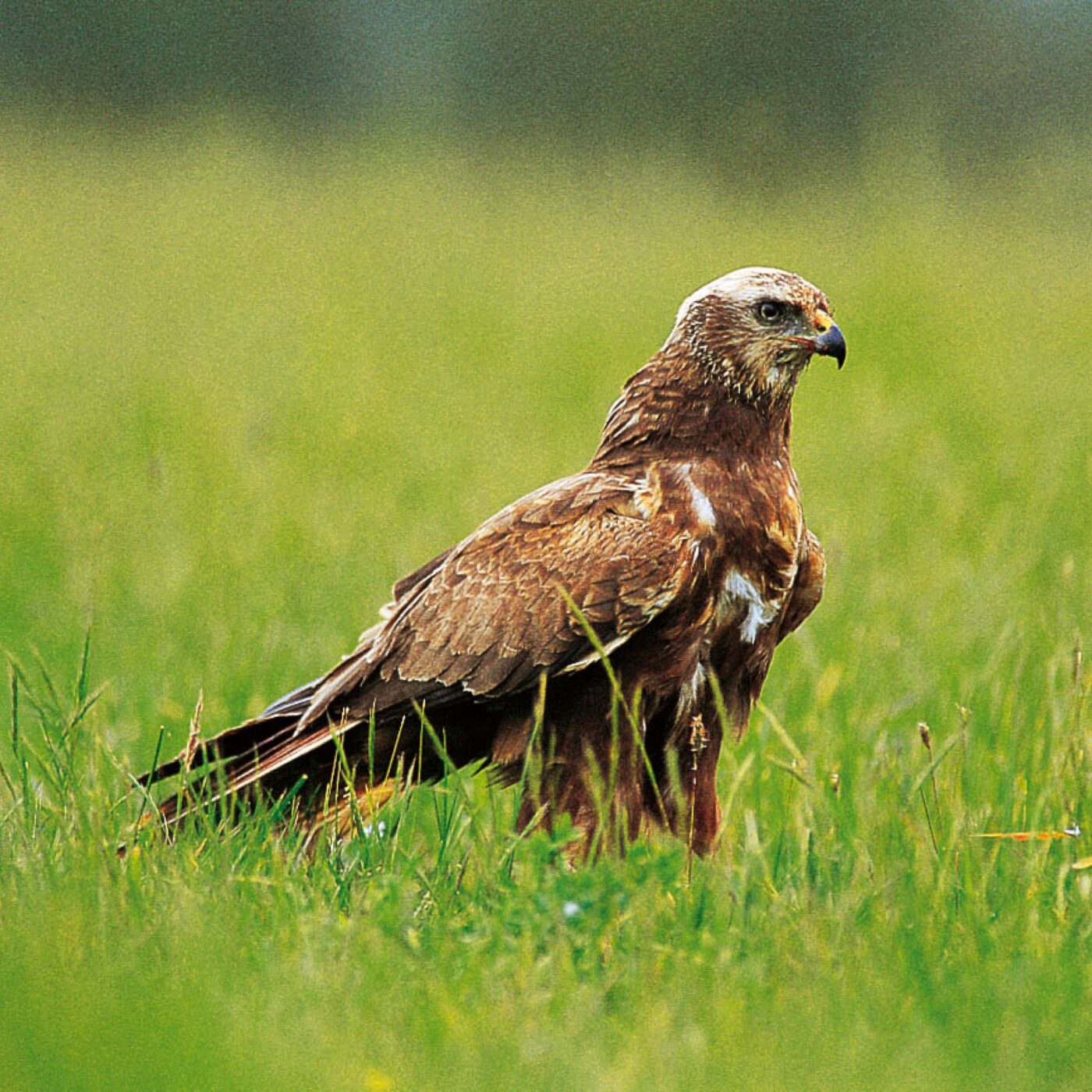 Curieux de nature