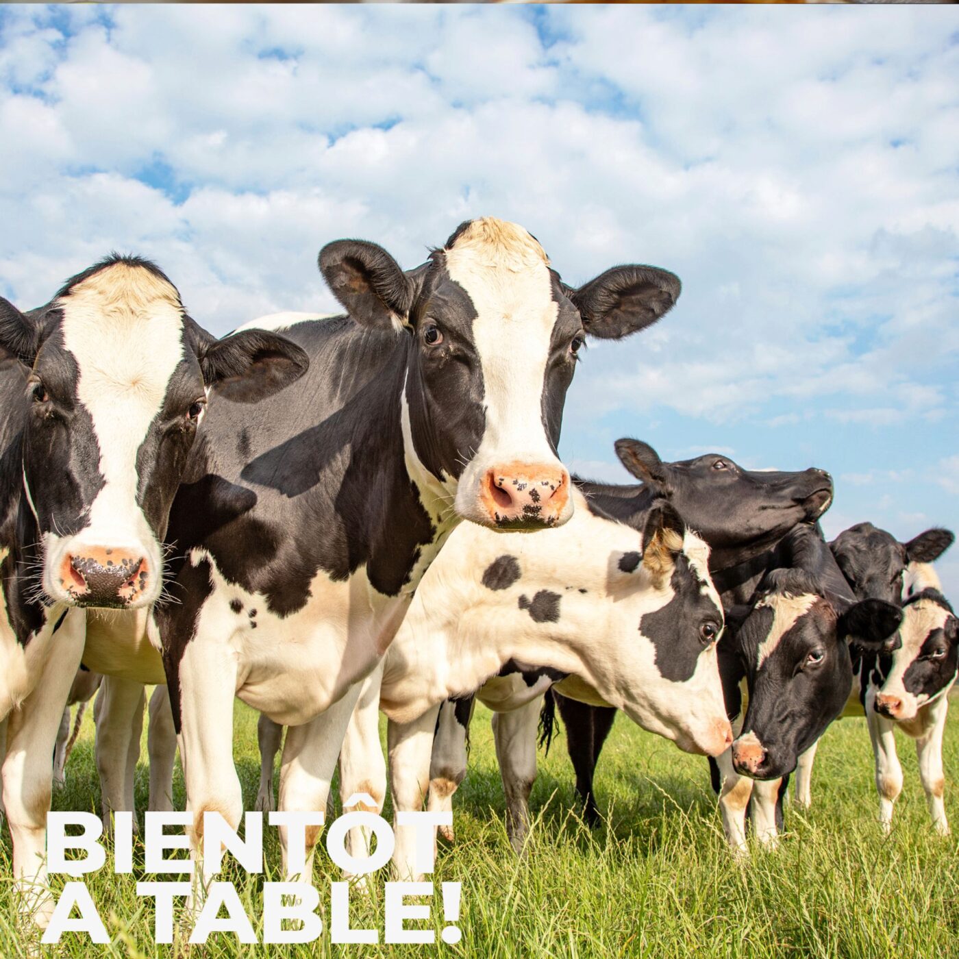 Du lait bio, éthique et local