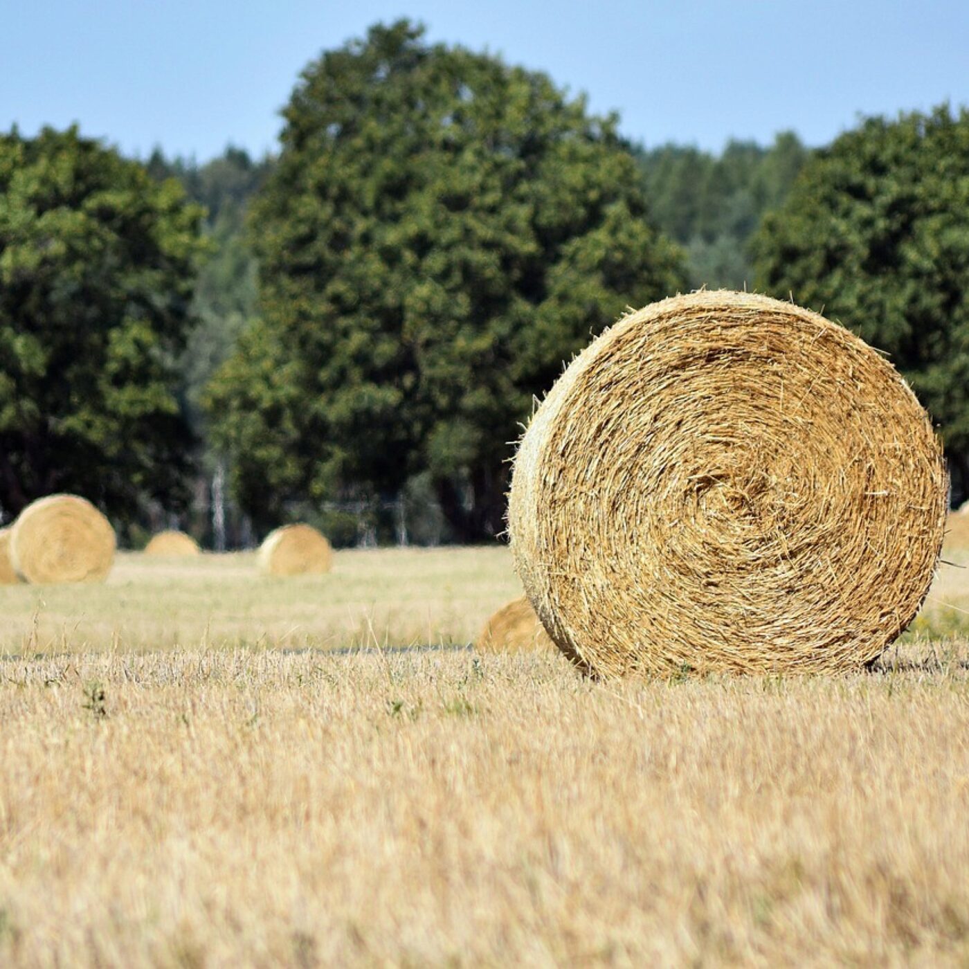 Invité : Manon Meunier, députée LFI sur la loi Duplomb